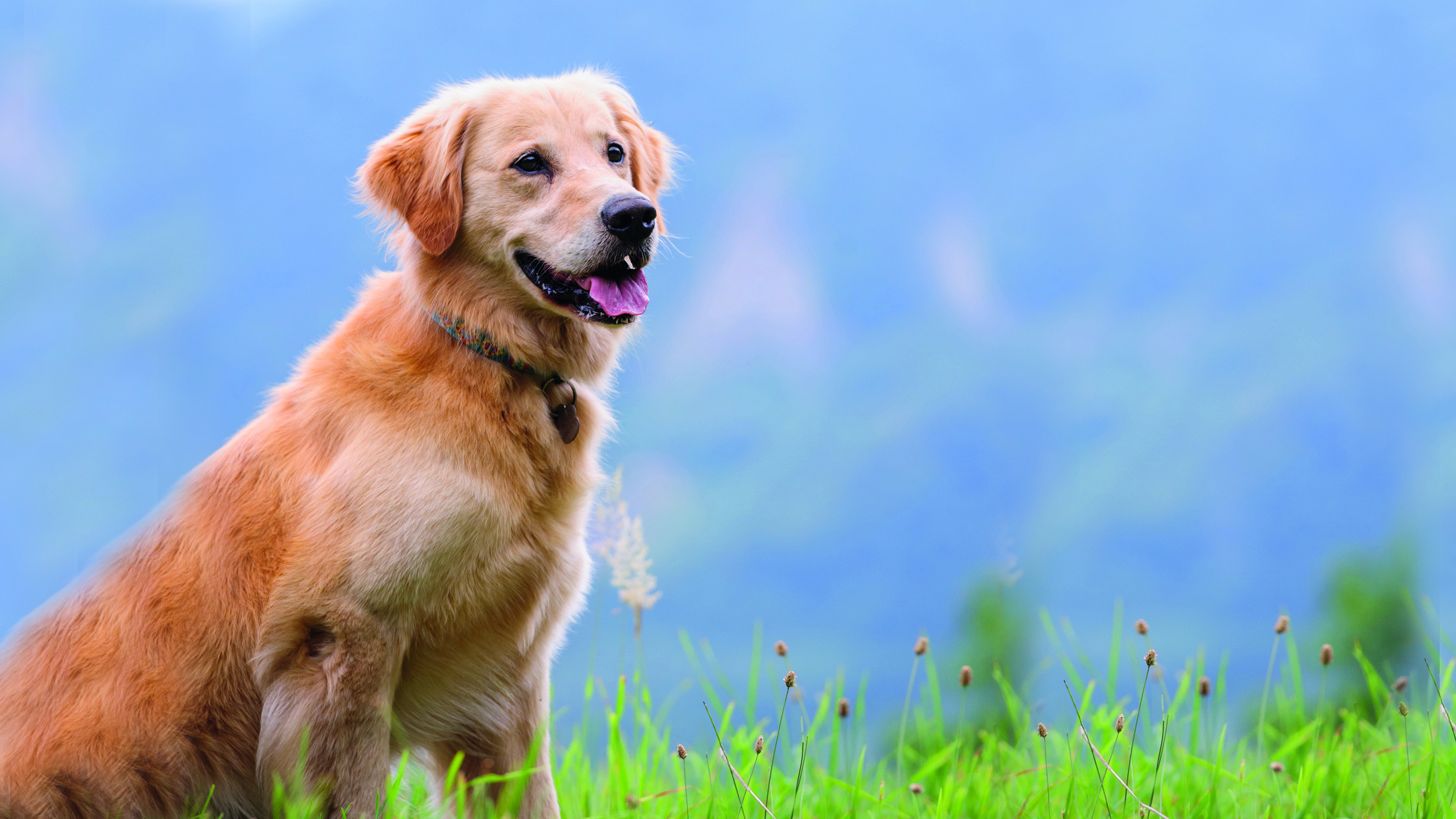 Neutering Your Dog | Companion Care