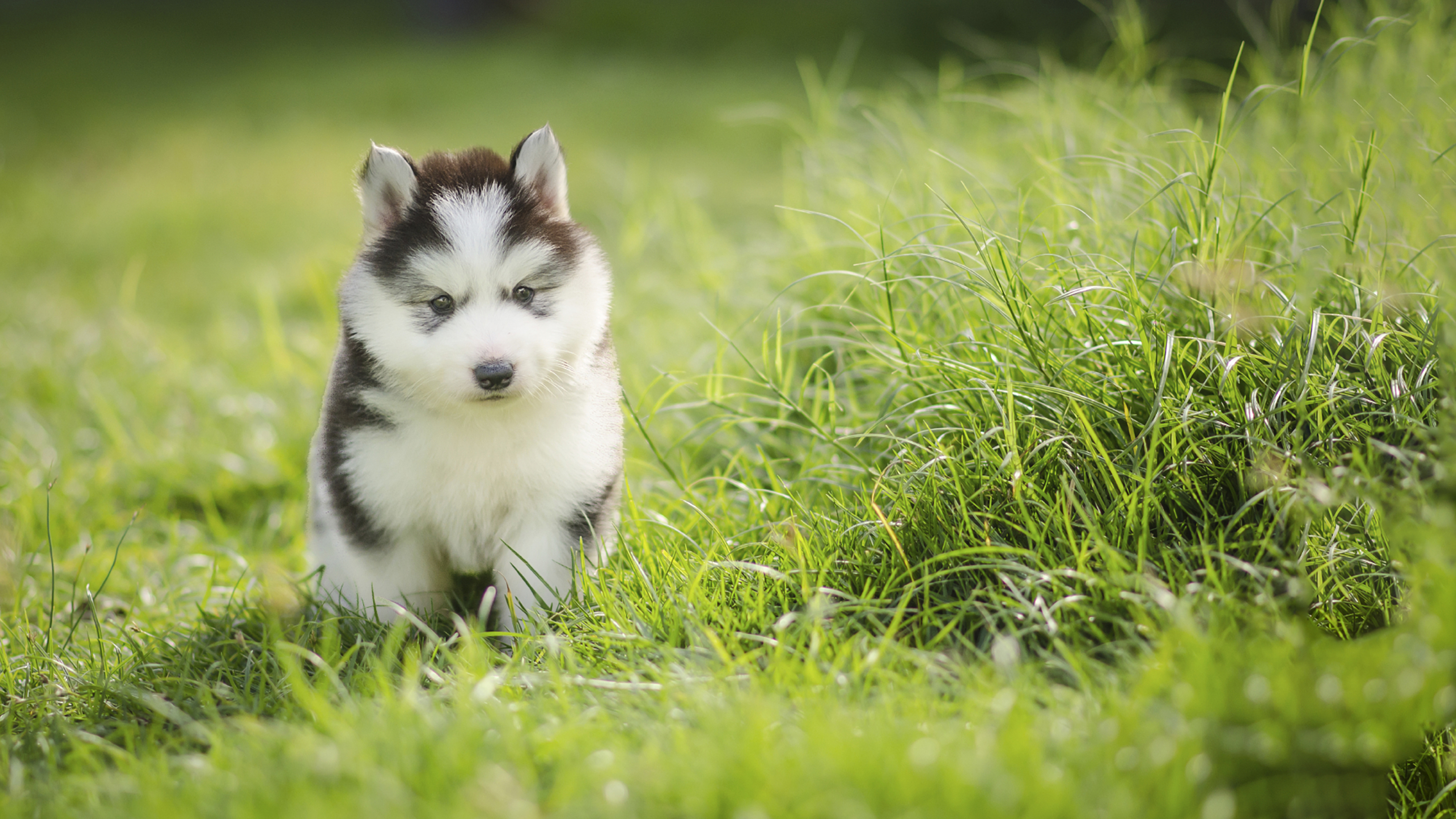 Puppy vaccinations hot sale ireland