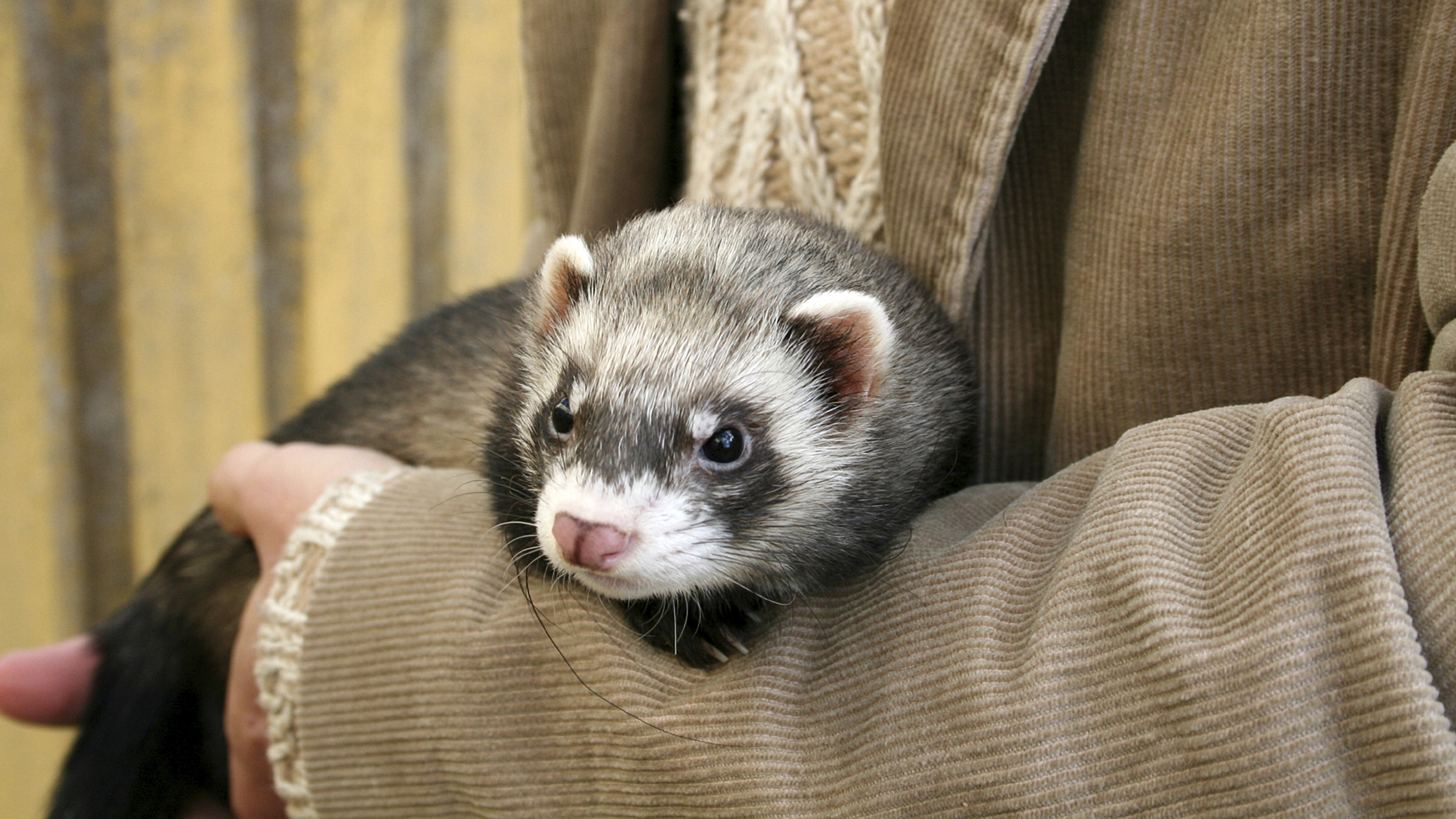 Ferret scratching hot sale