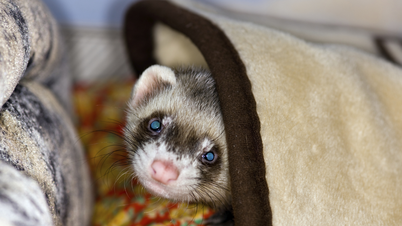 Kitten food hot sale for ferrets