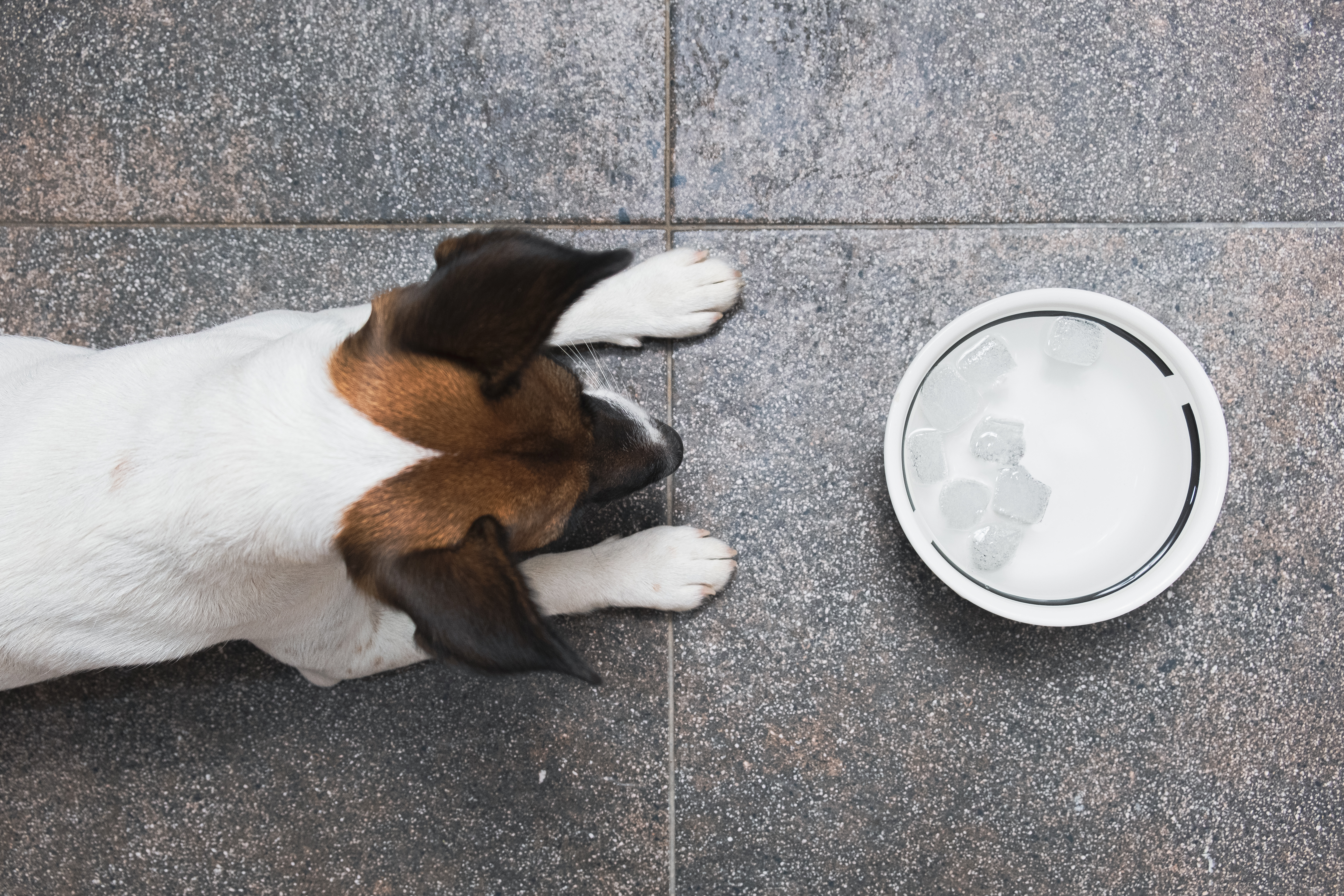 Dogs drinking ice store water