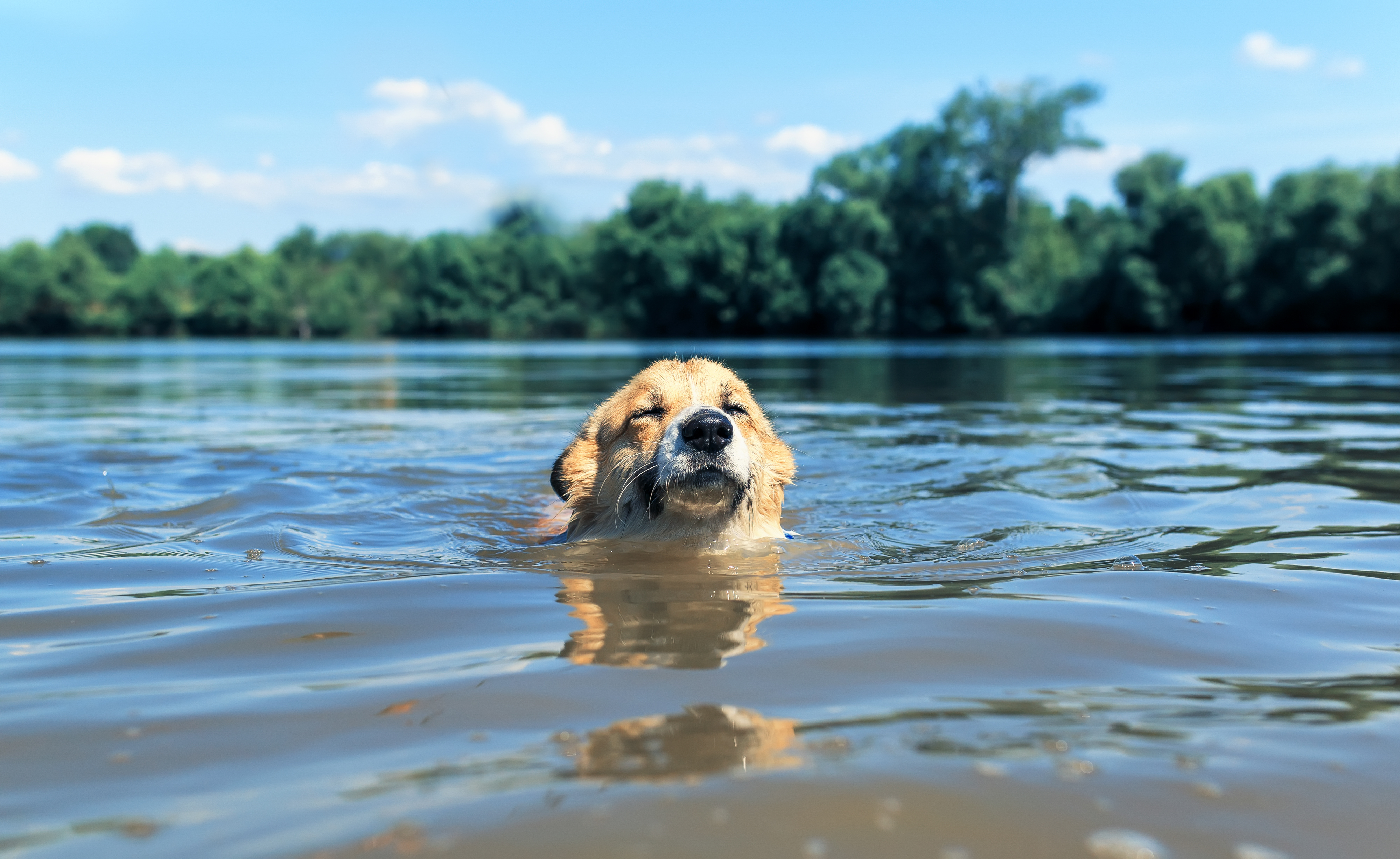 My dog drank store green algae water