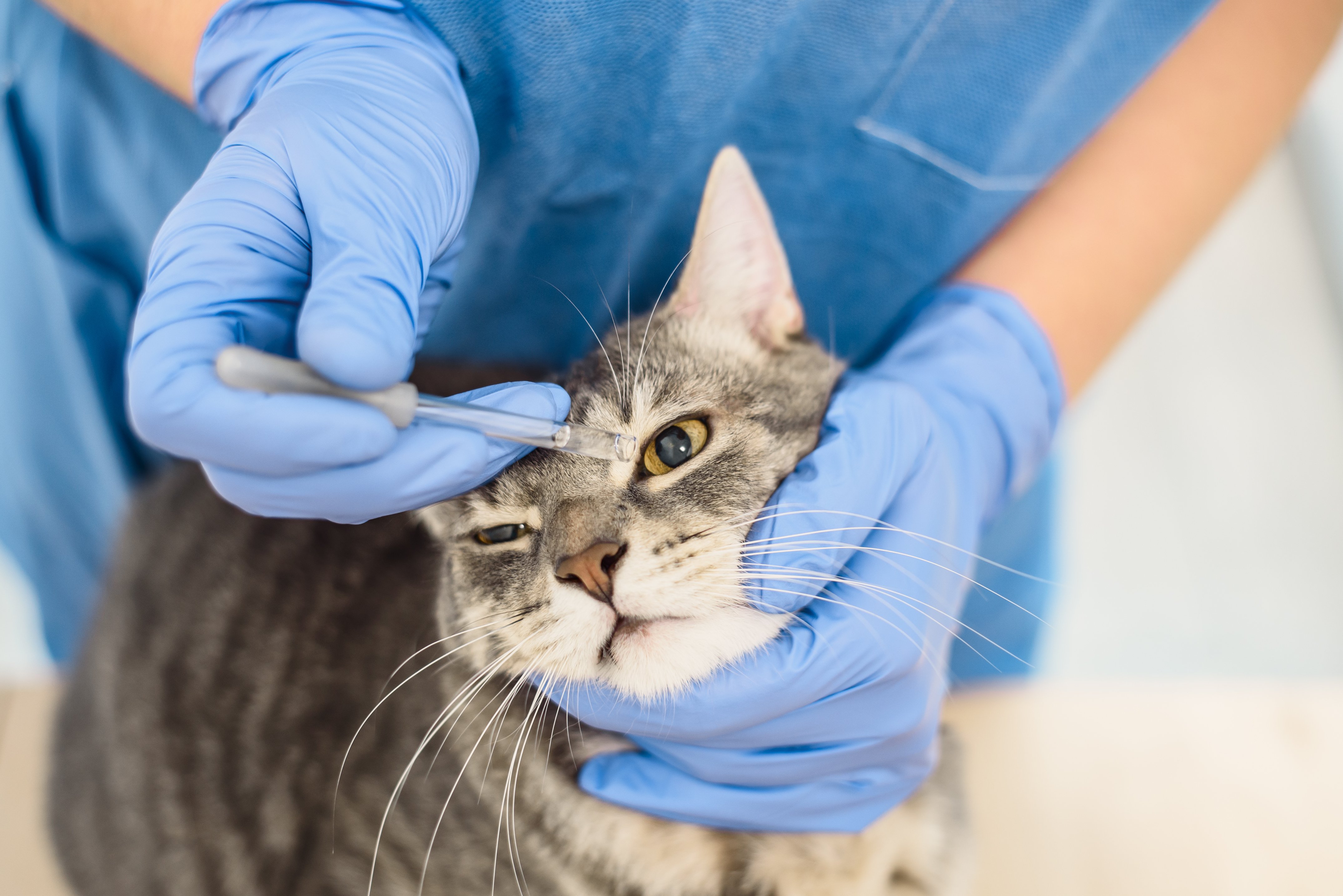 Eye drops for a cat sale