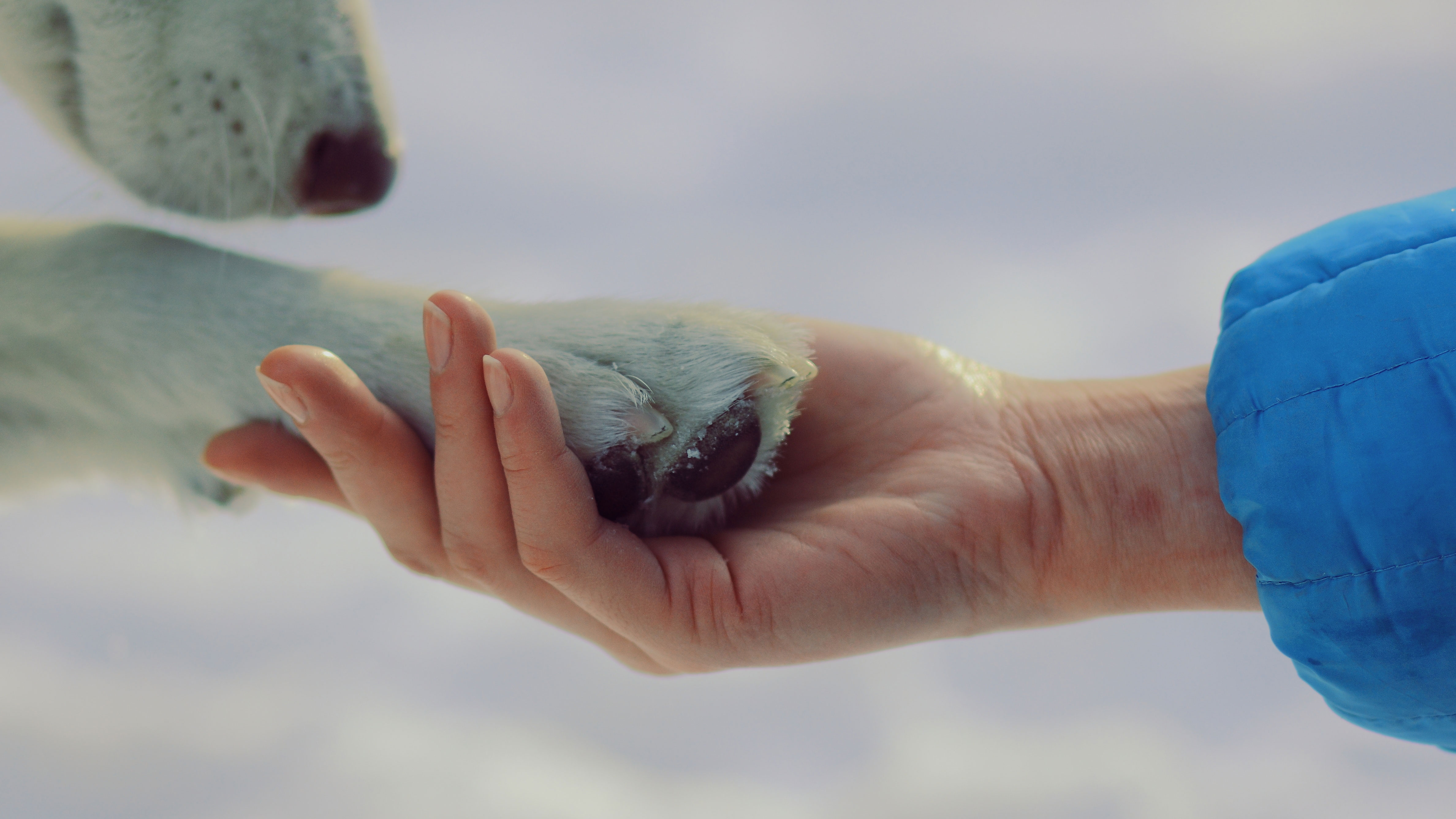 person-holding-dog-paw-in-winter-snow