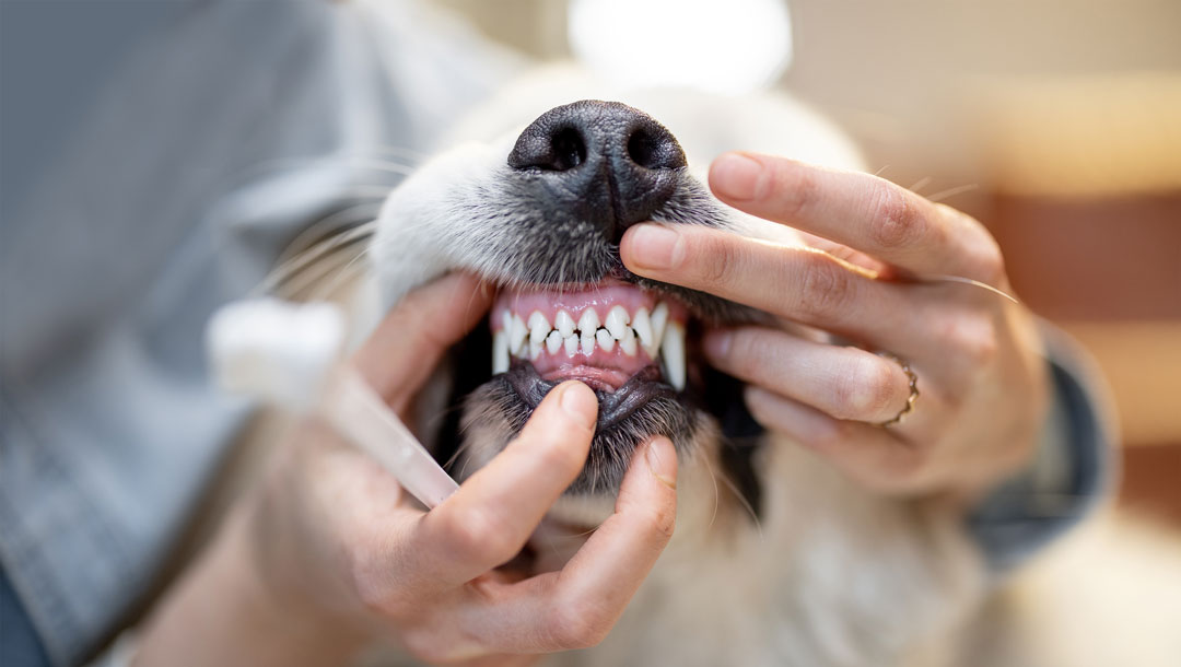 How to brush shop dog's teeth without toothpaste