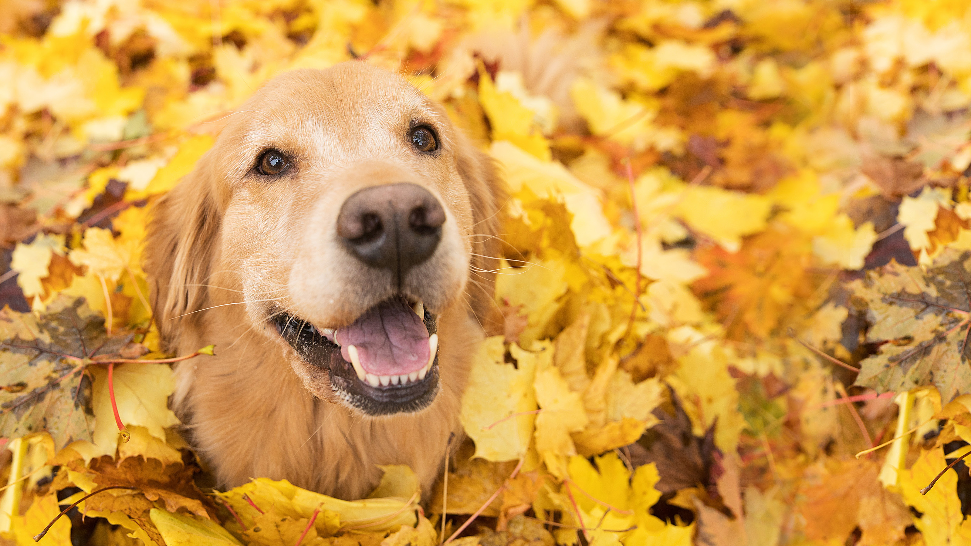 Dental Webheaders DOG - Oct 20