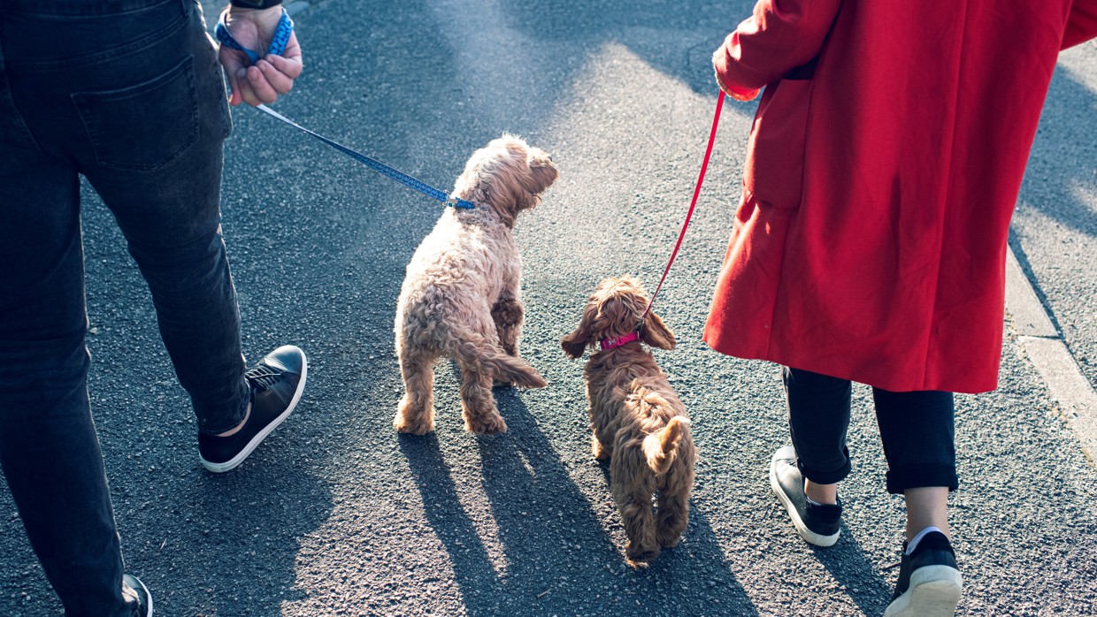 Puppy Vaccinations Prevent Disease in Puppies Vets4Pets