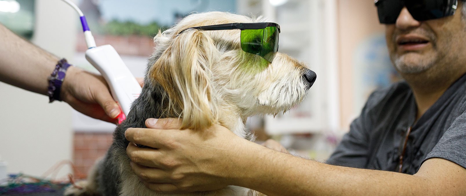 Pet laser therapy near 2024 me