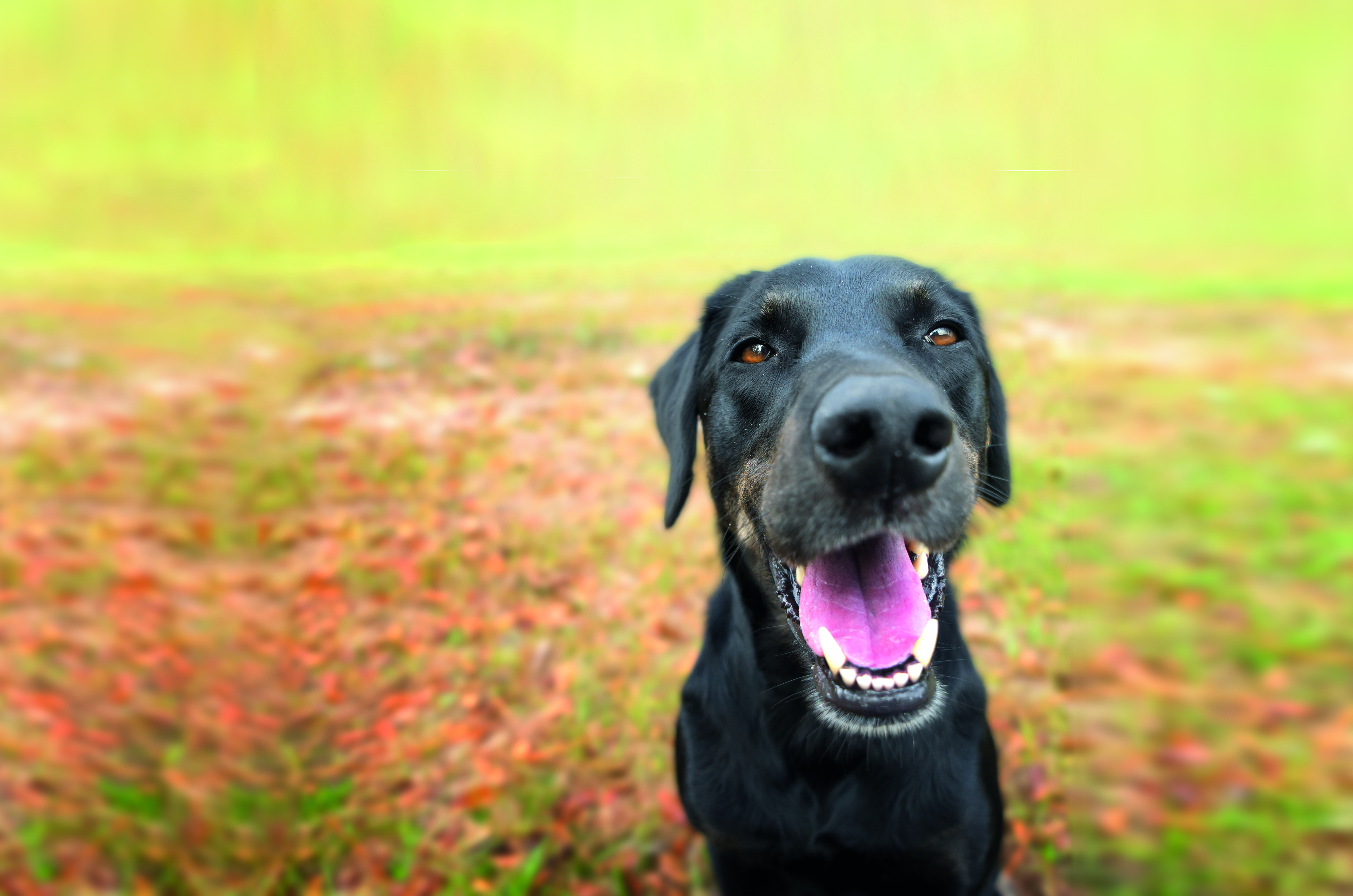 Black Lab Dental