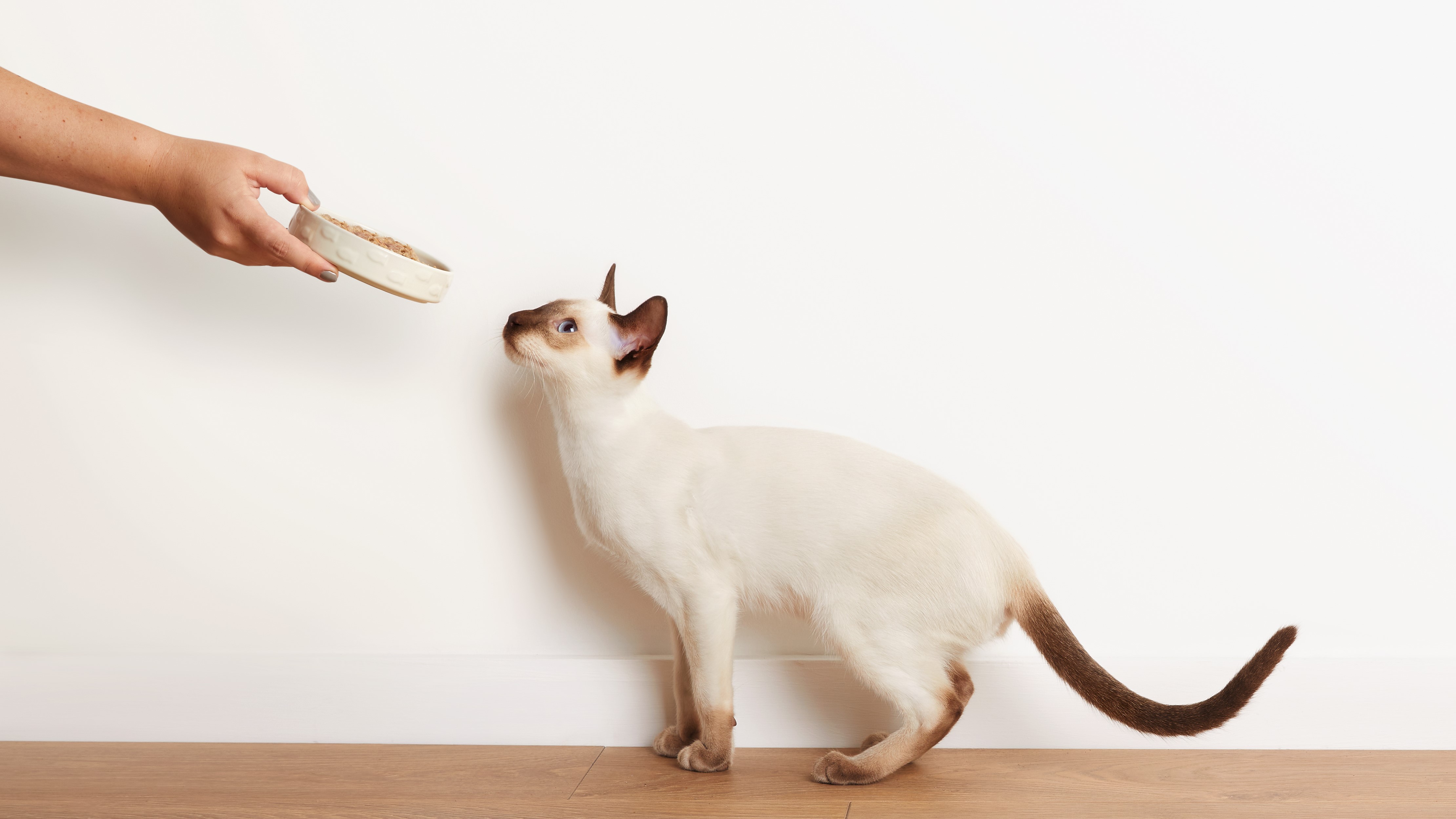 Cat interested in clearance food but not eating