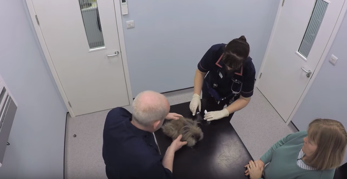 Vets4Pets Byfleet video still