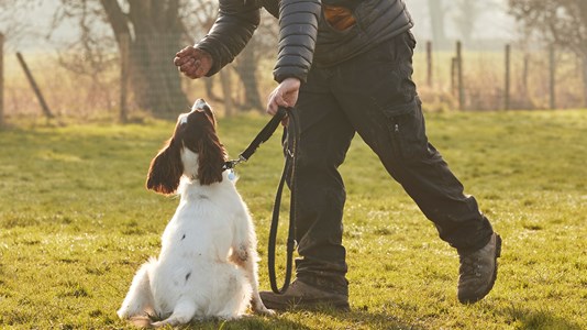 Vet Report training promo block image