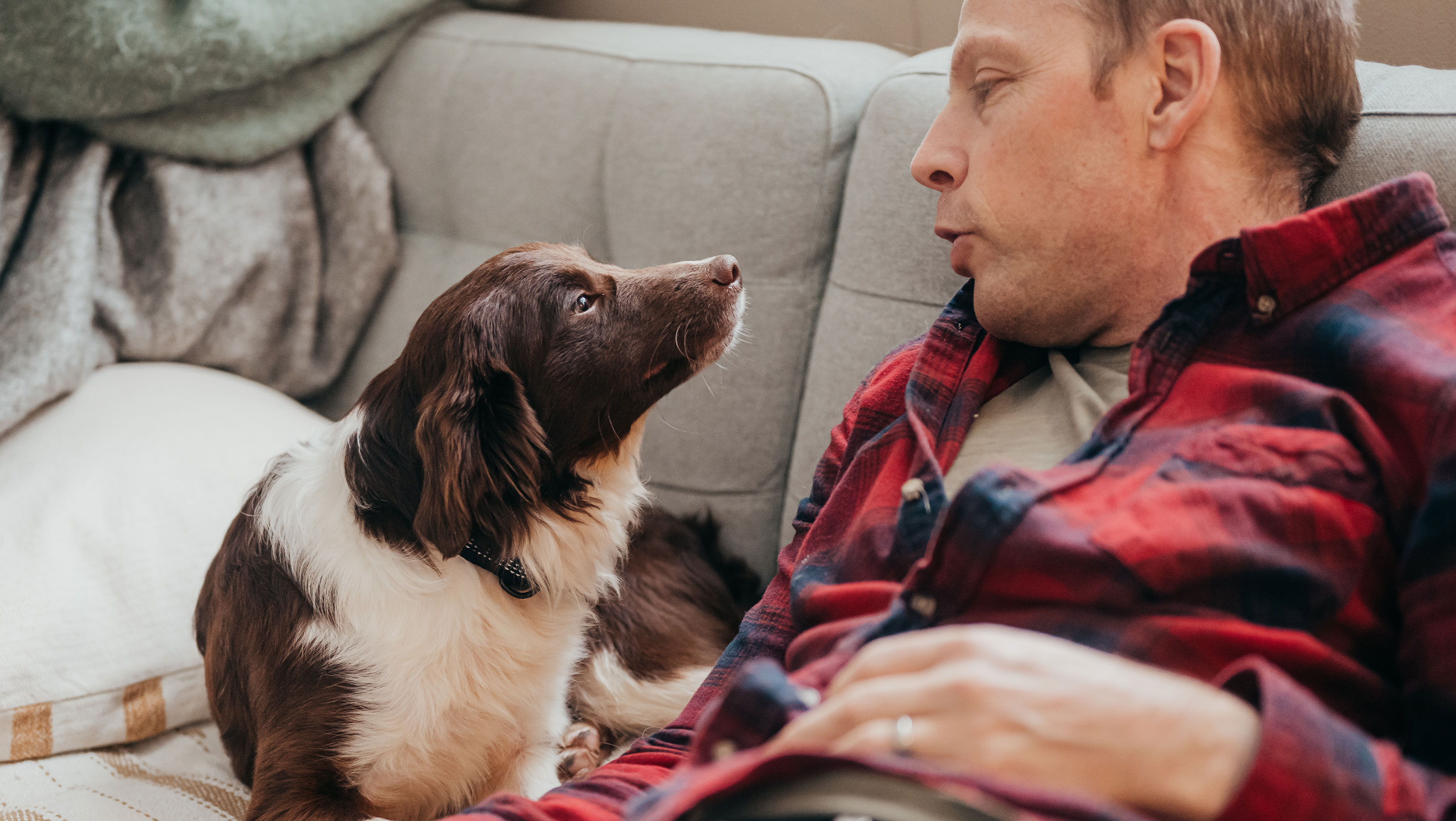 At what age can dogs store get neutered