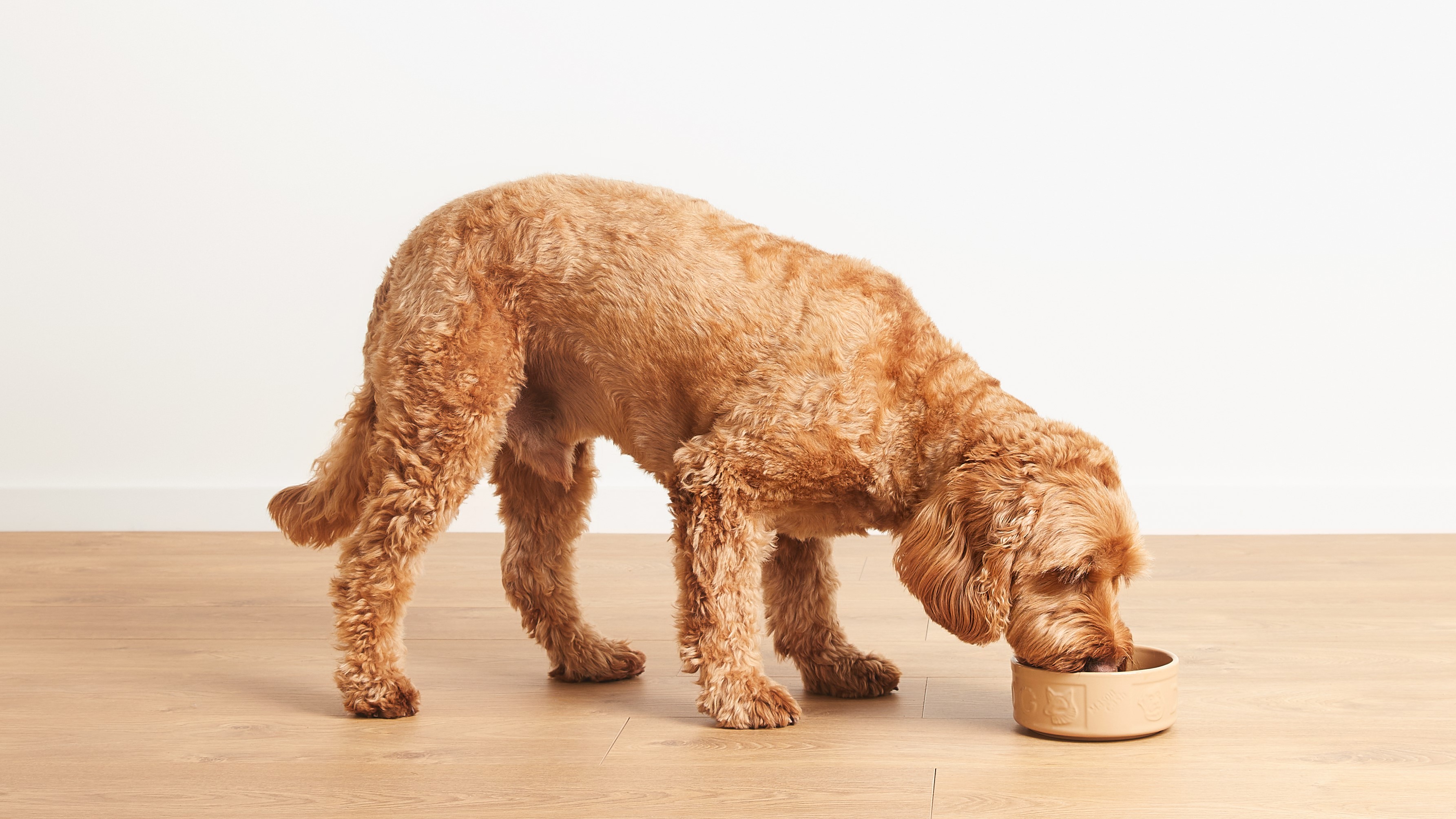 How to transition your dog onto a new food Vets4Pets