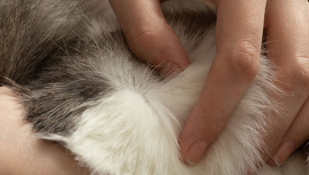 Cat flea outlet treatment on dogs