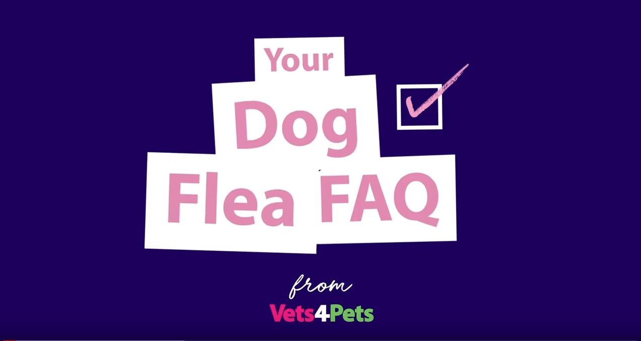 dog flea YT