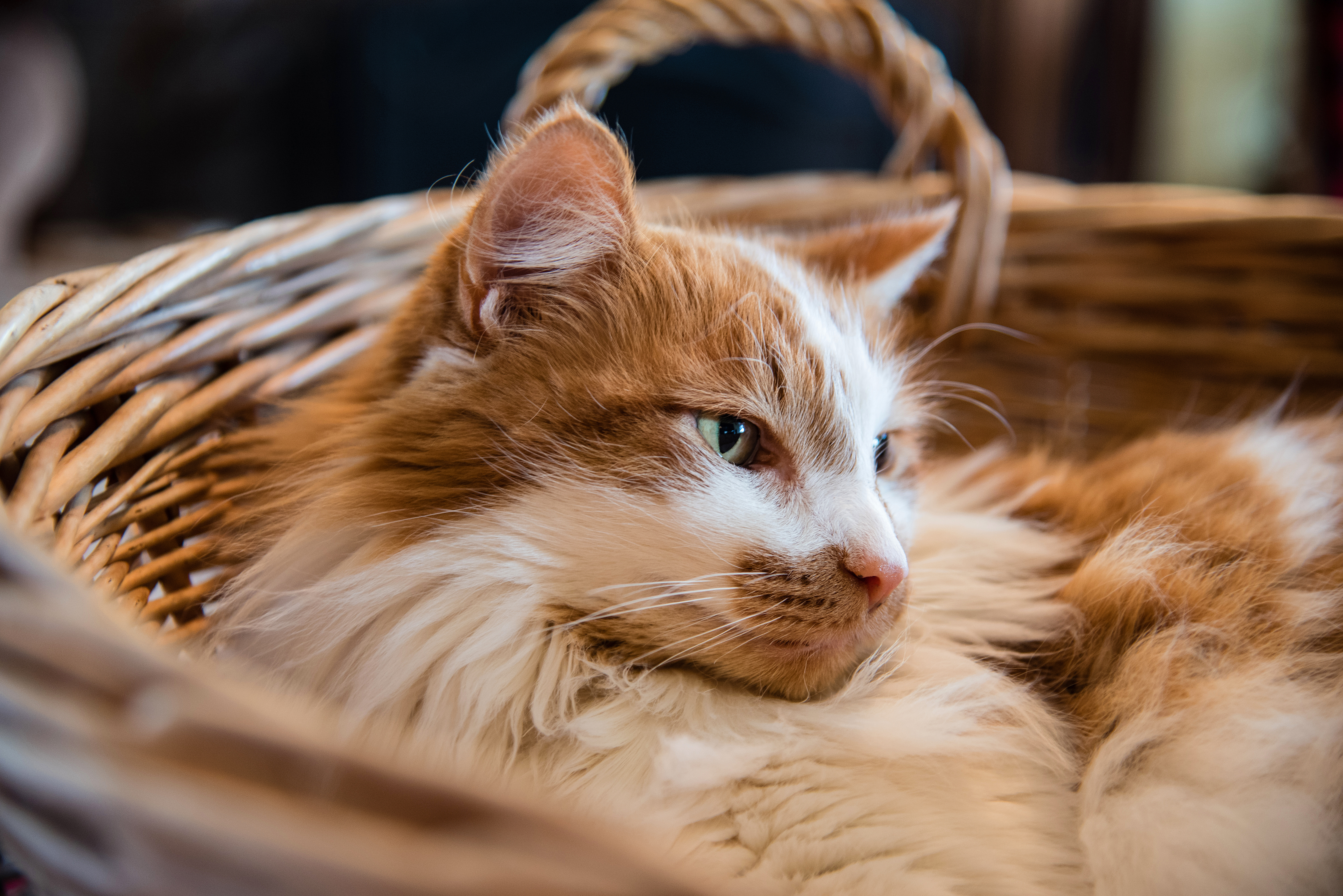 senior cat reading 