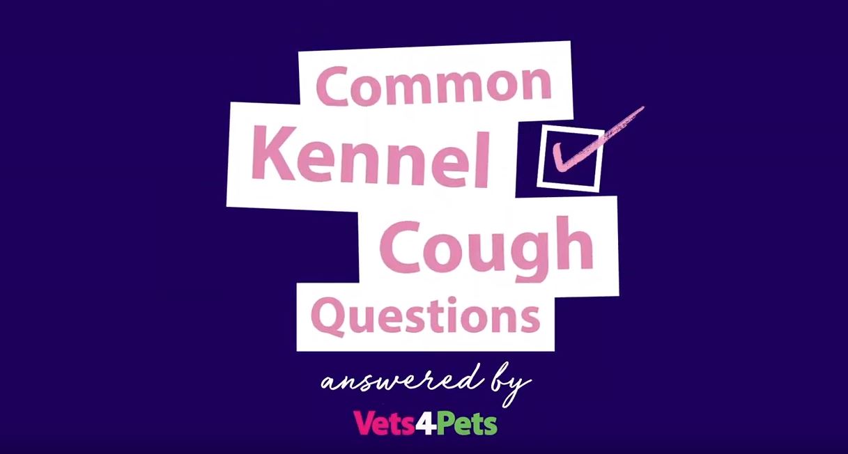 Kennel cough yt