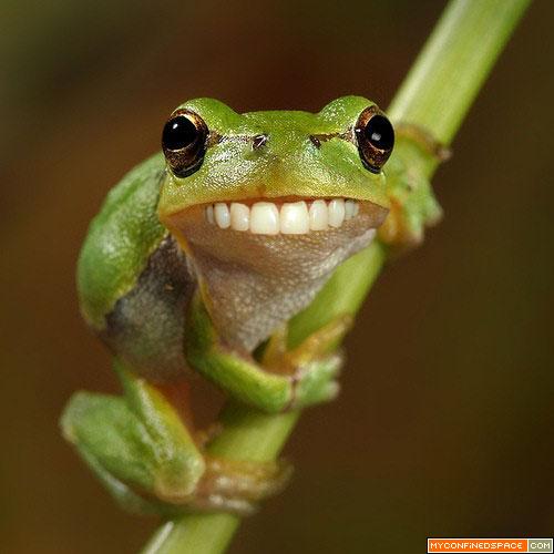 funny-frog1