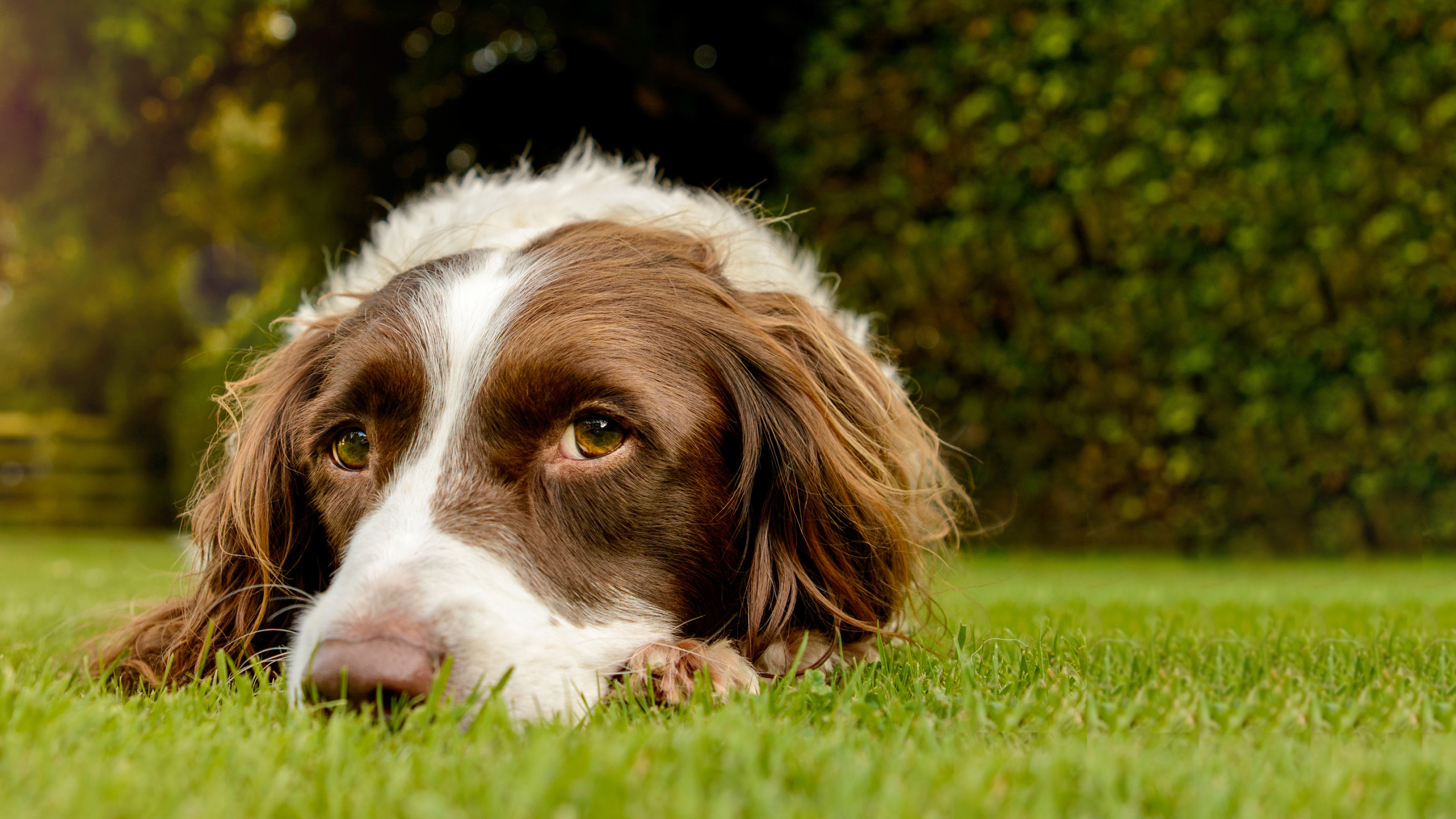 Lungworm treatment for sales dogs