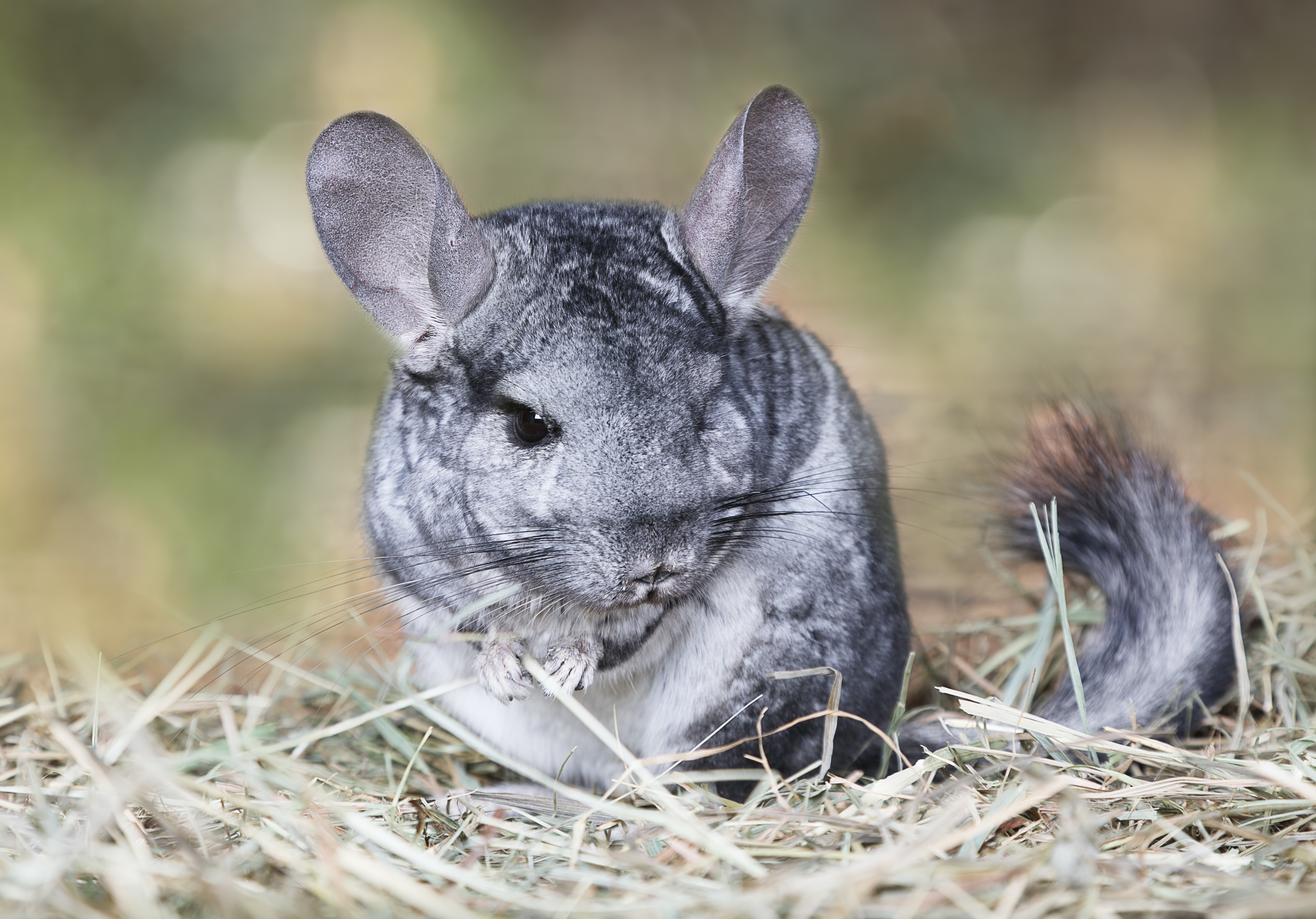 Chinchilla best sale pet care