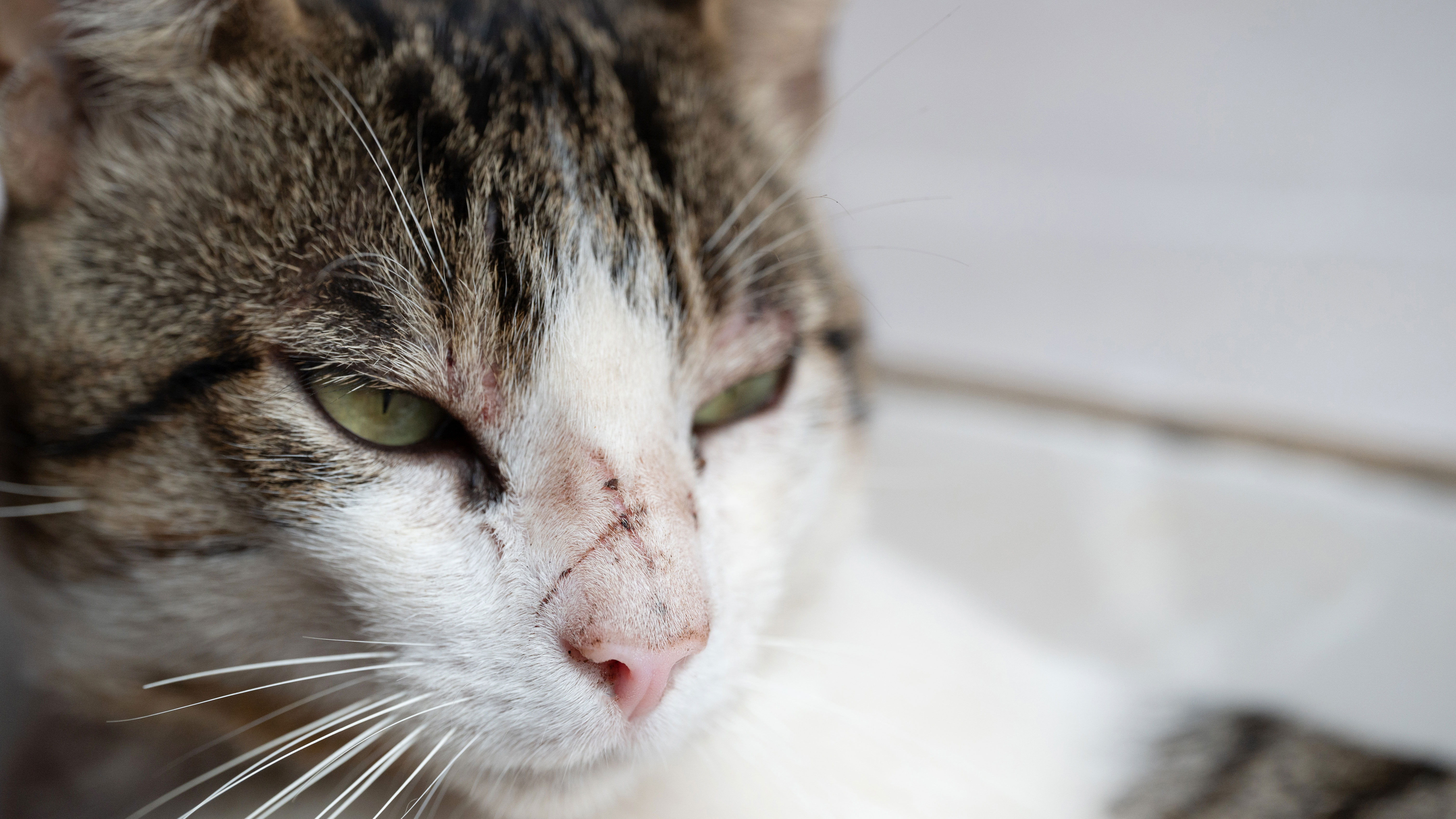 Cat Fight Wounds and Injuries Vets4Pets