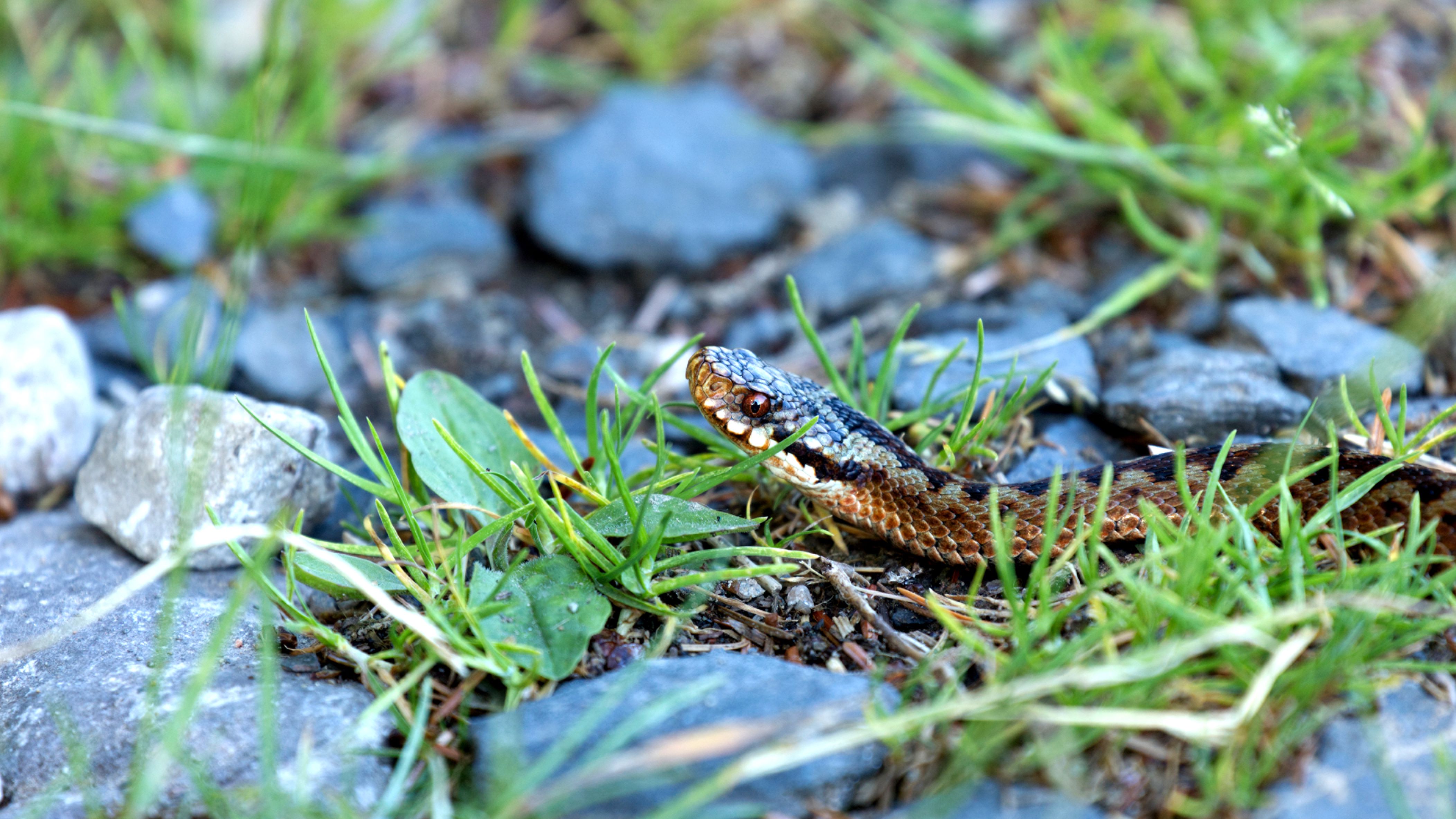 Adder Snake-1