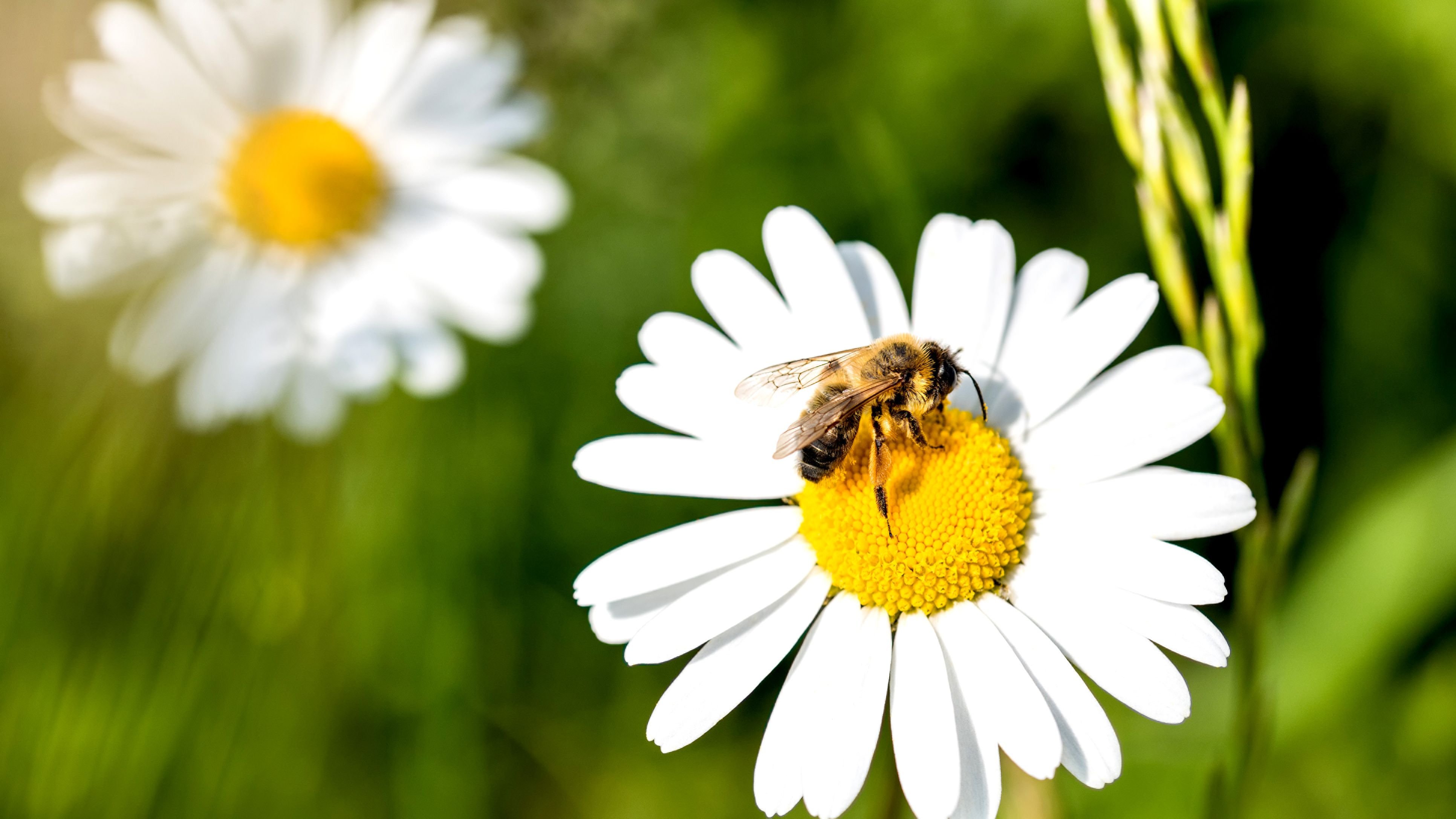 Bee on daisy-1