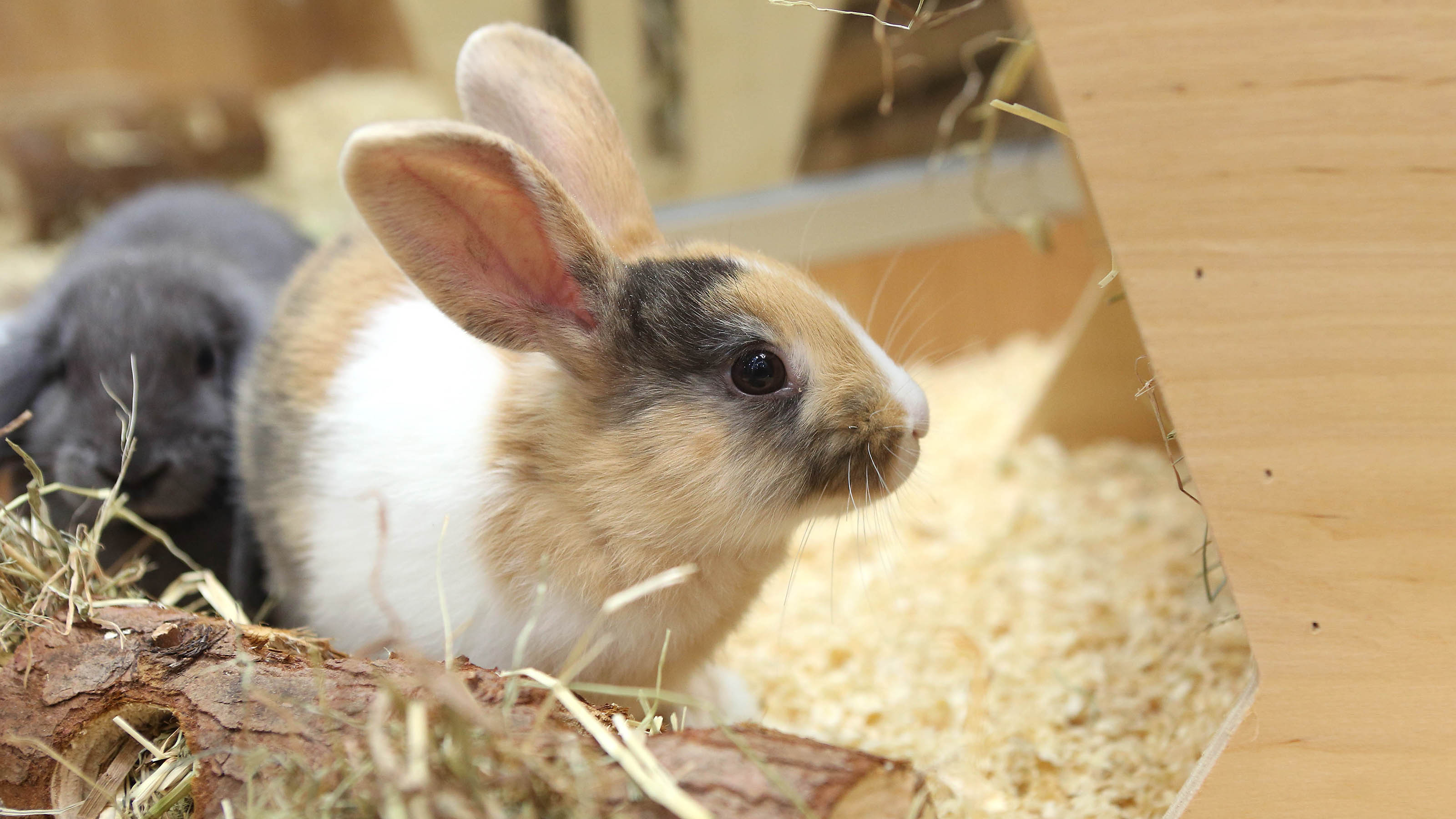 rabbit in hutch