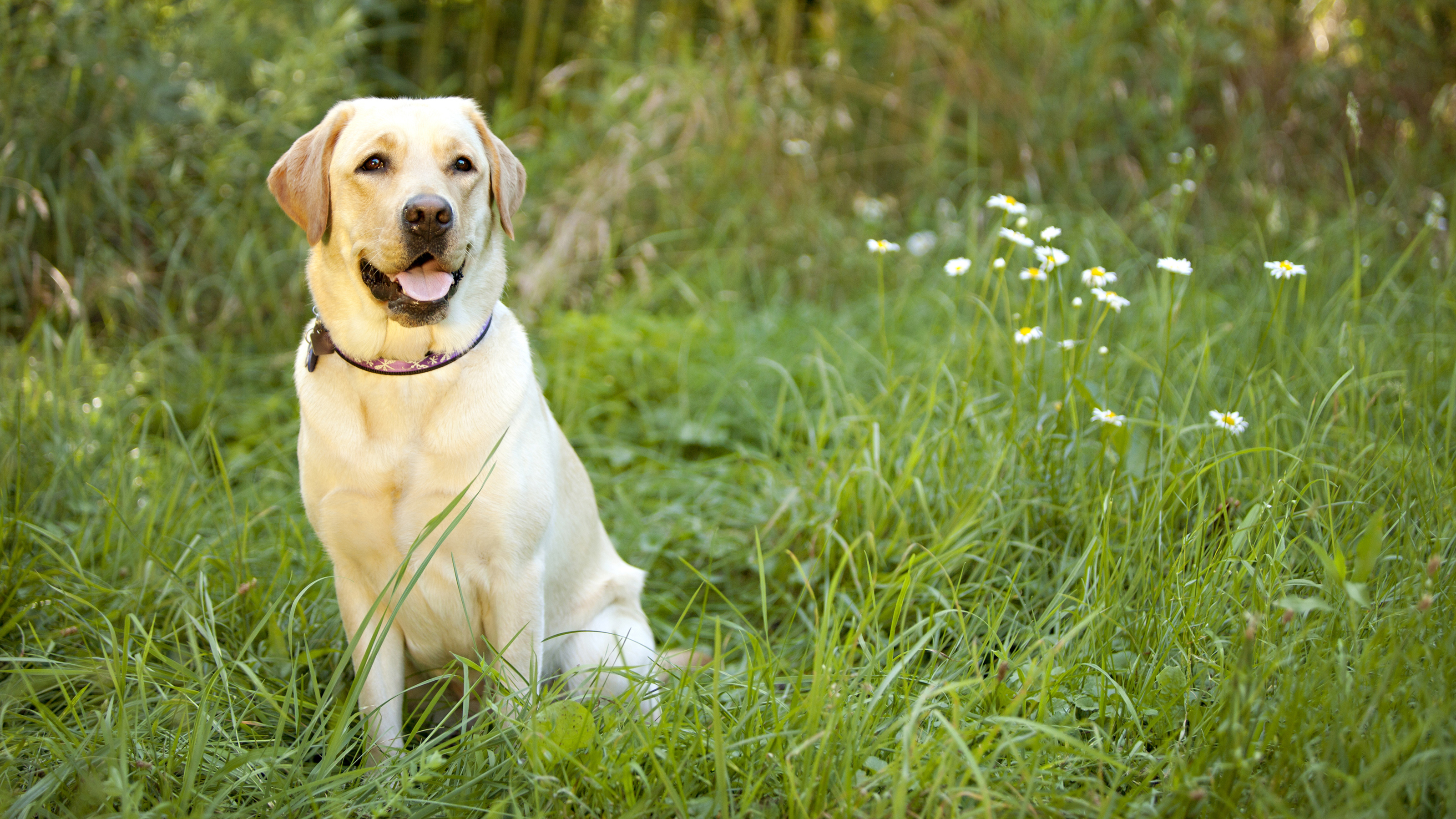 dog in field