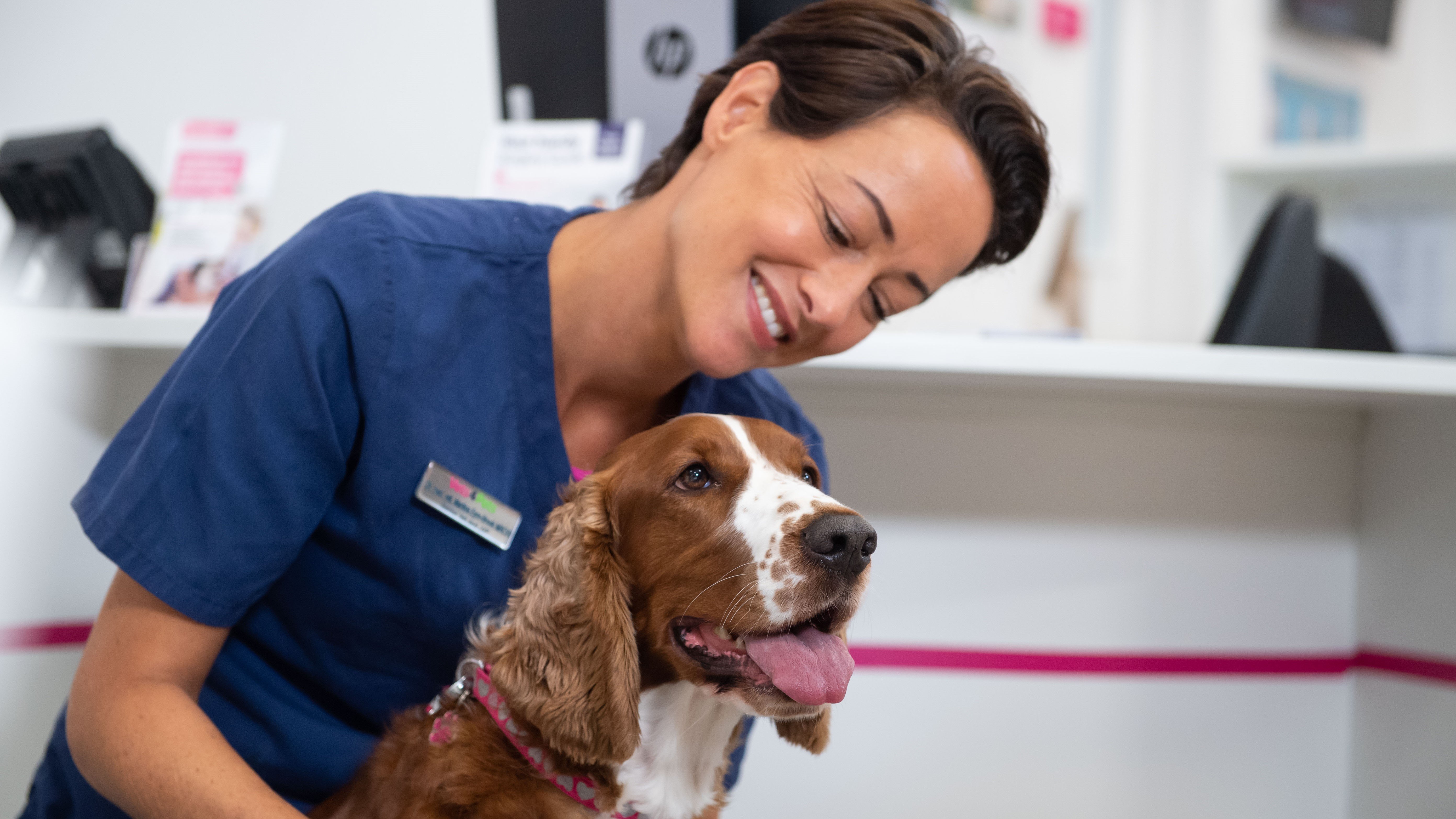 Dog neutering store cost vets4pets 2018