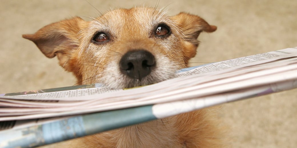 News header - Dog and paper  EDITED