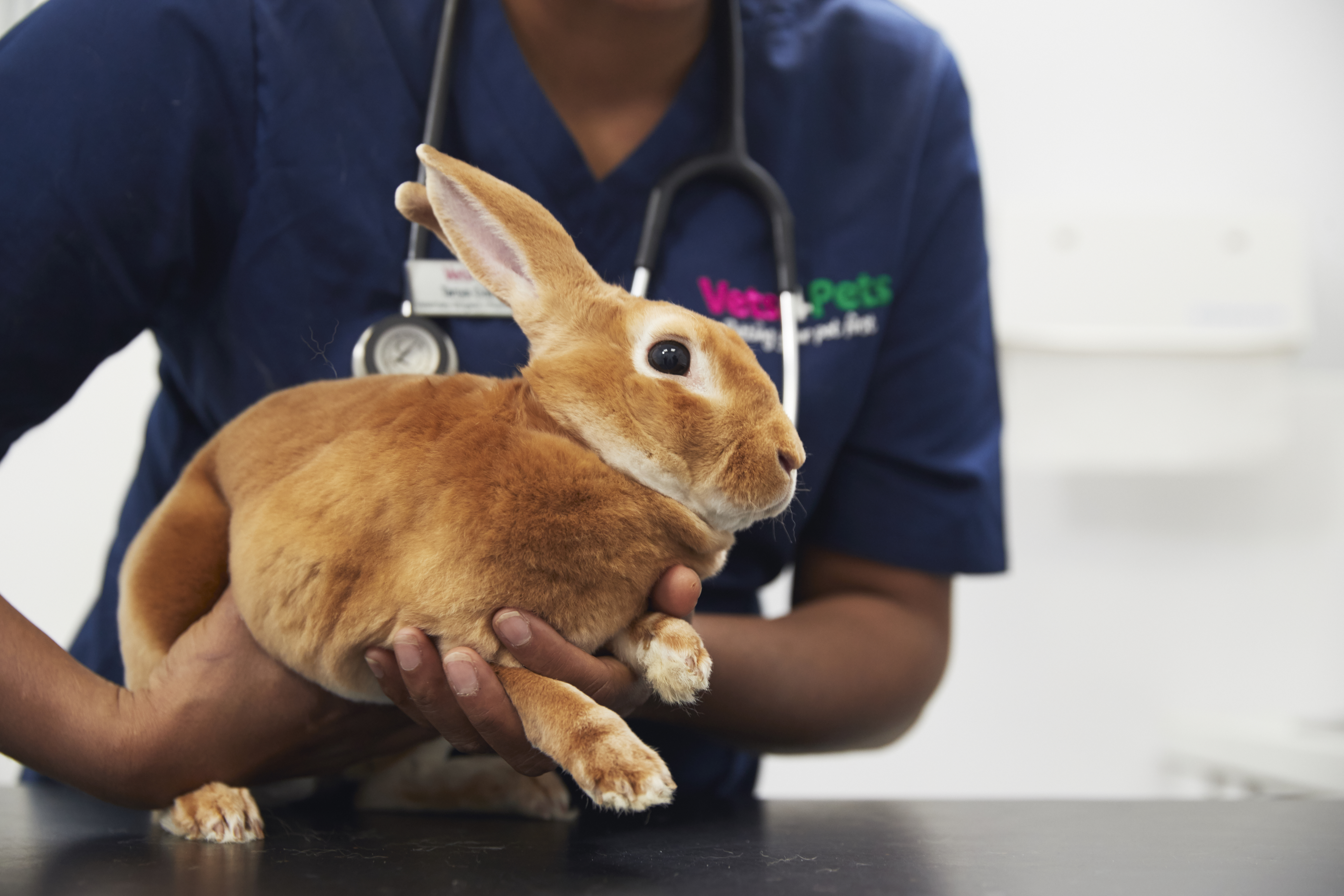 rabbit consult table