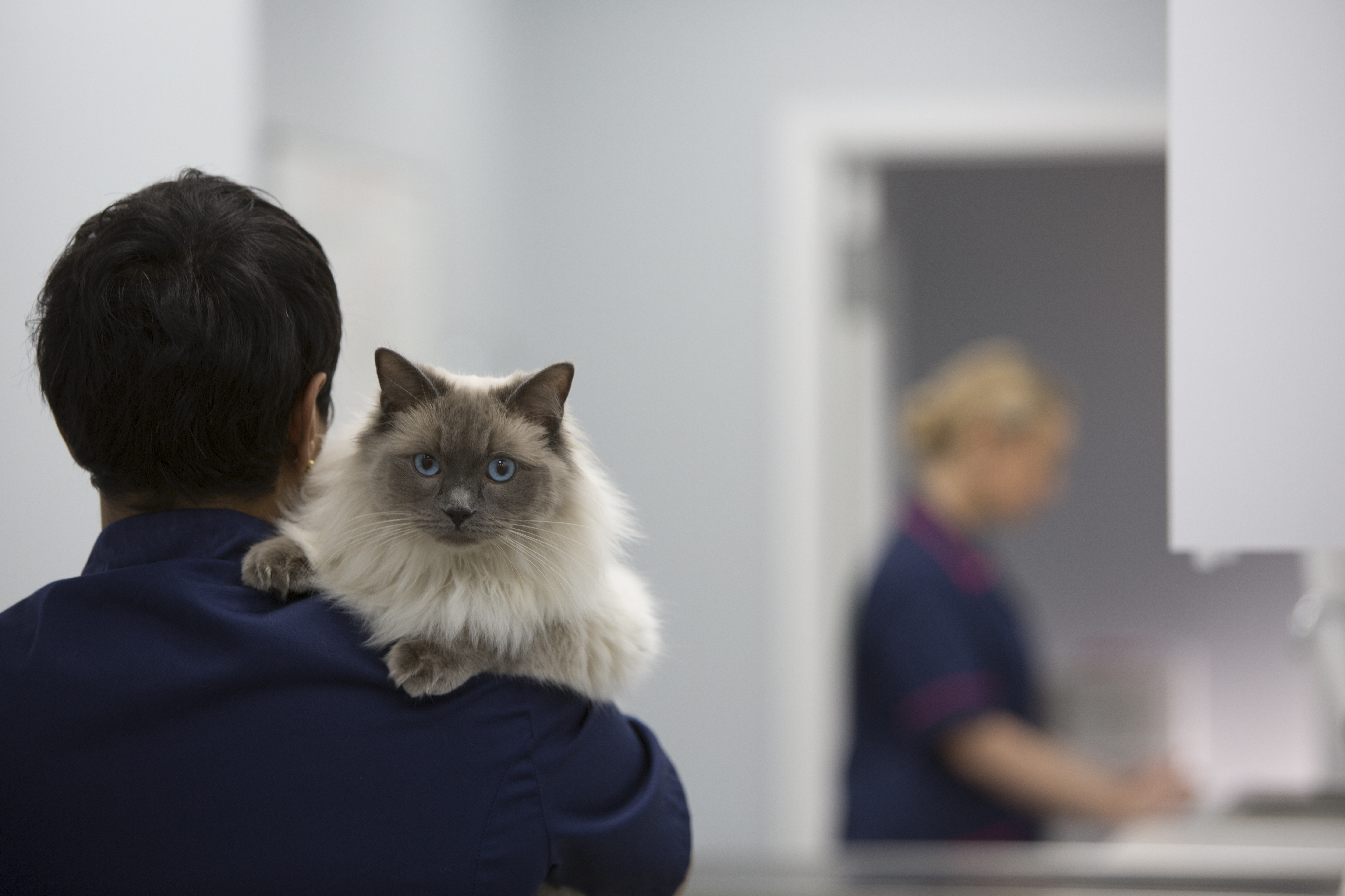 Cat and vet