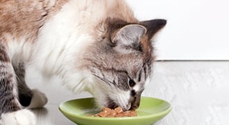 Cat eating 330x180