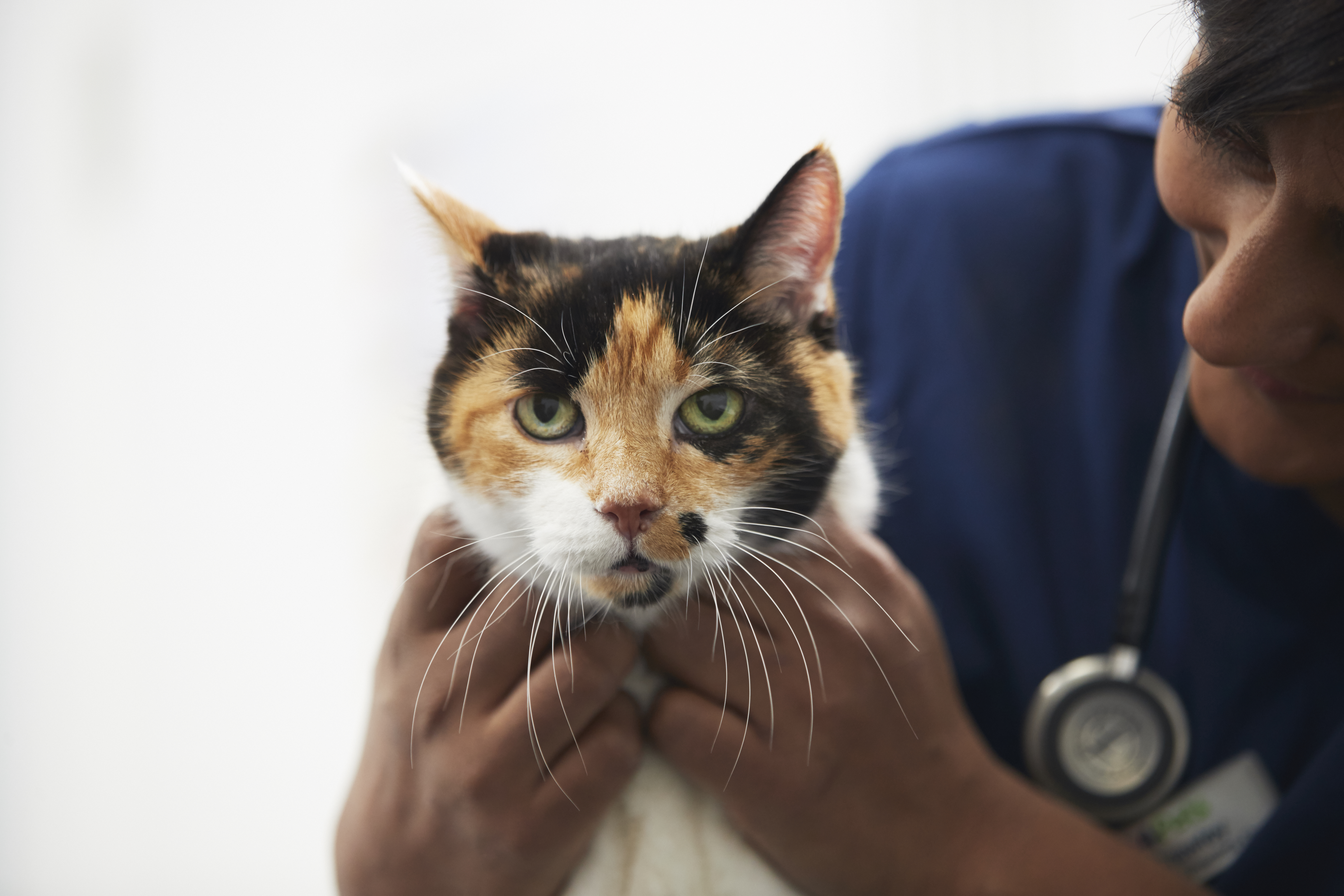 cat booster vaccinations uk