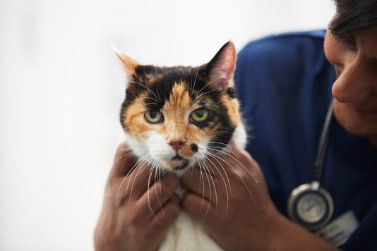 Cat Kitten Vaccinations Cat Advice Vets4pets