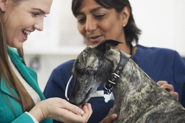 dog with vet