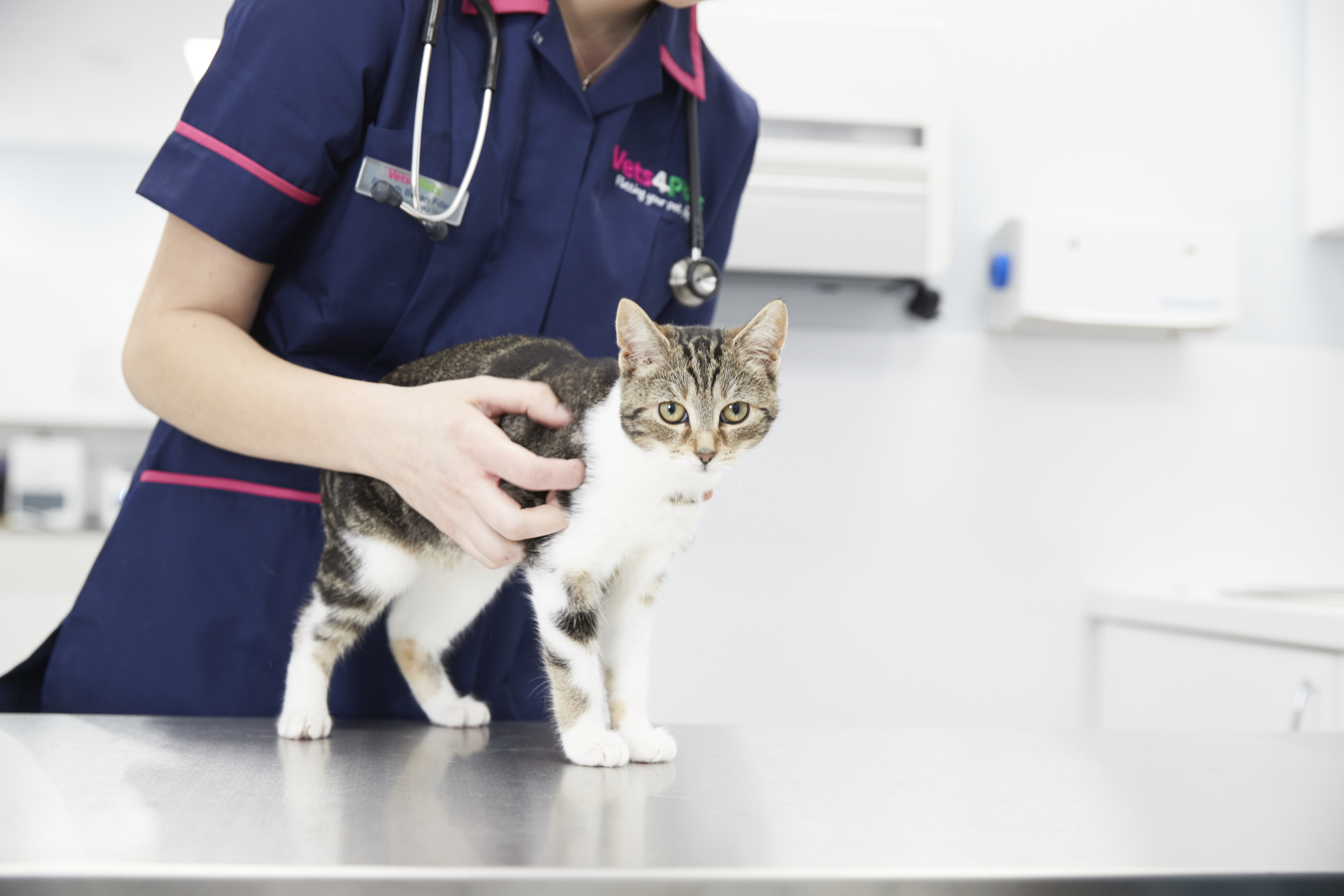 kitten consult table