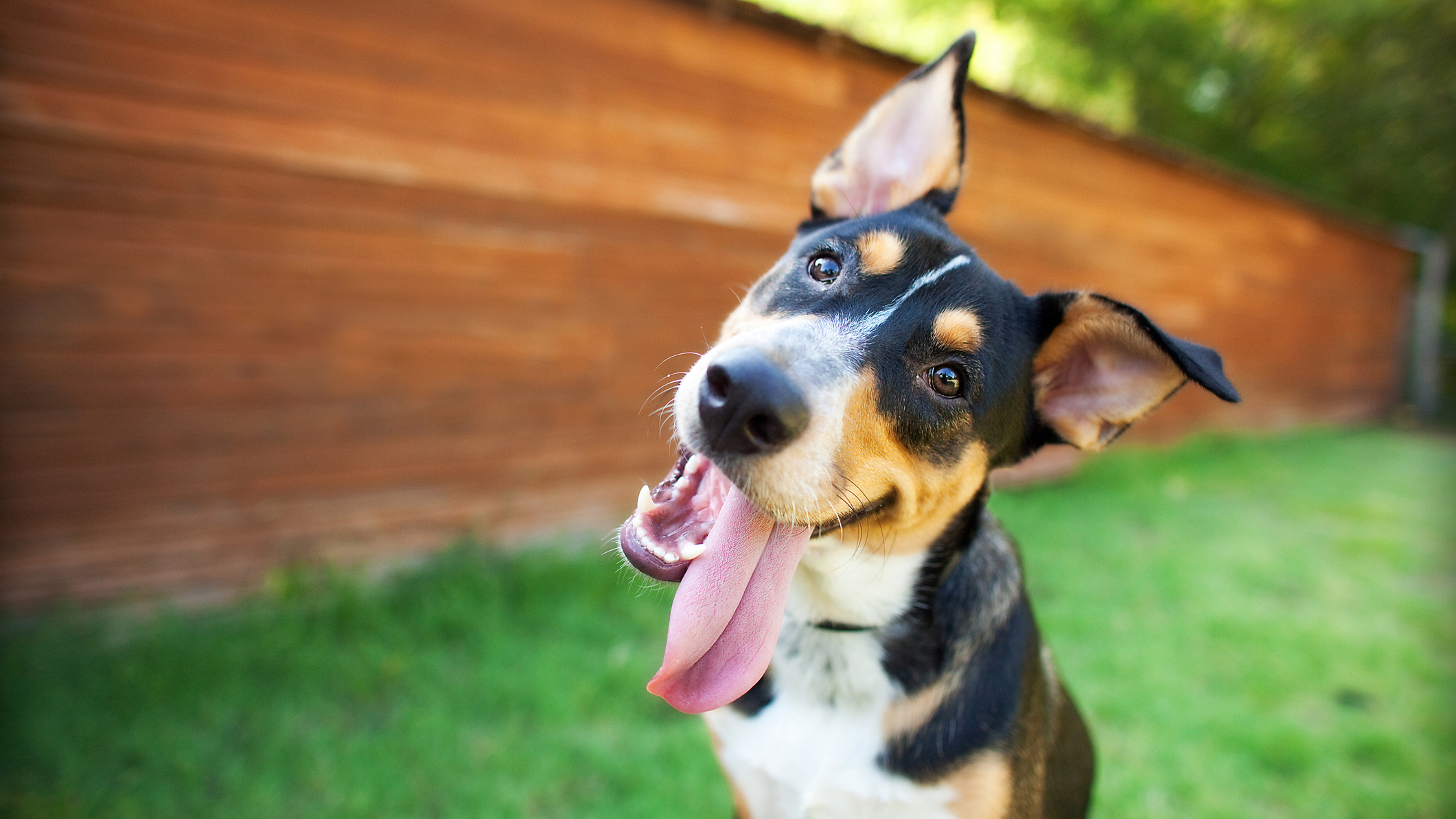 Happy Dog