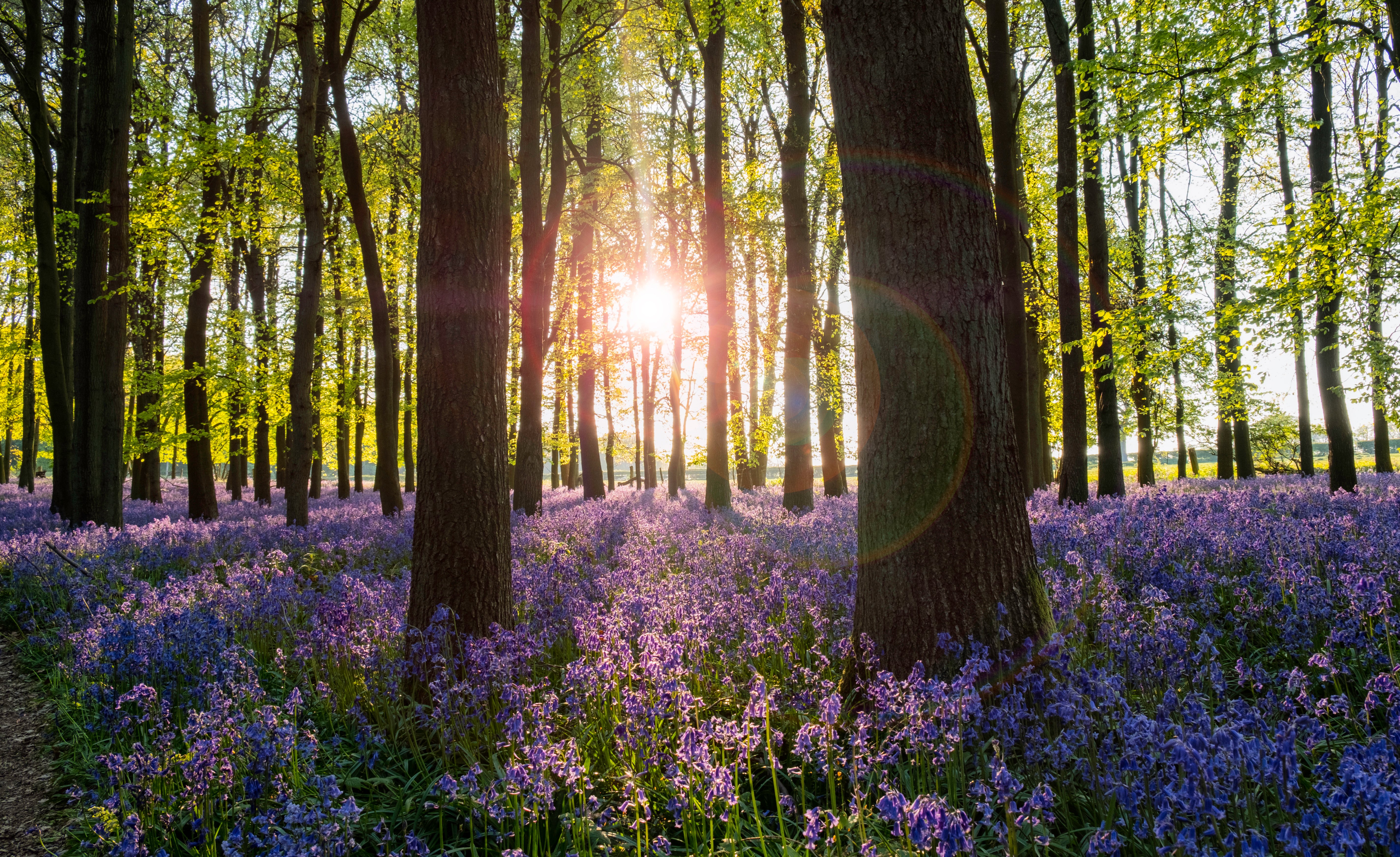 Woodland Trust Image