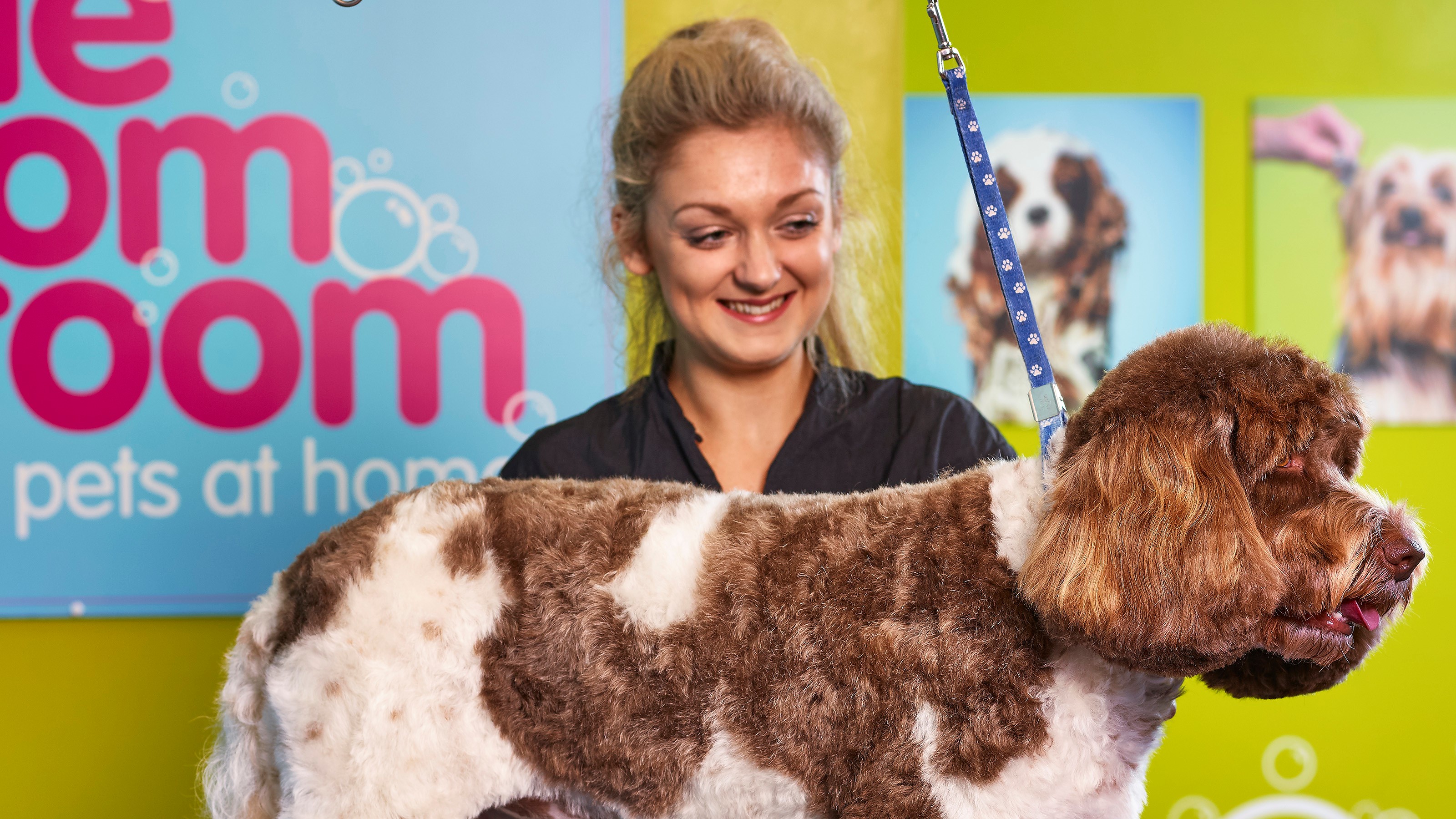 Pets and home groom hot sale room