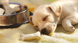 puppy with food 330x180