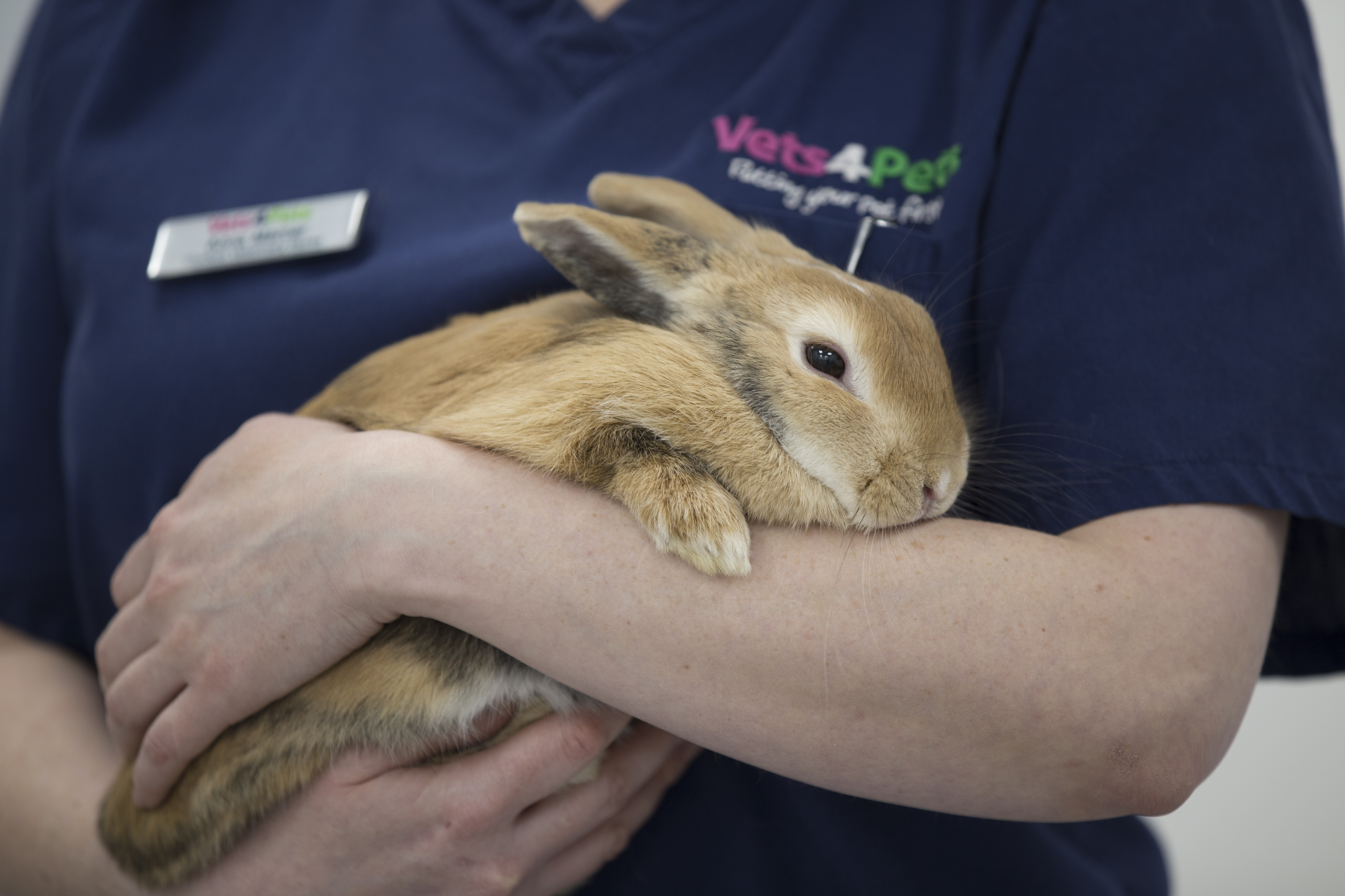 Safe flea treatment for rabbits sale