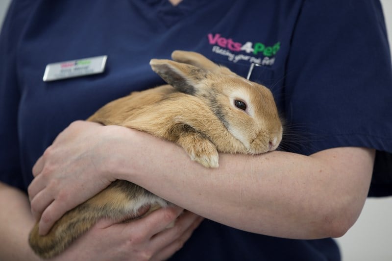 what diseases can dogs get from rabbits