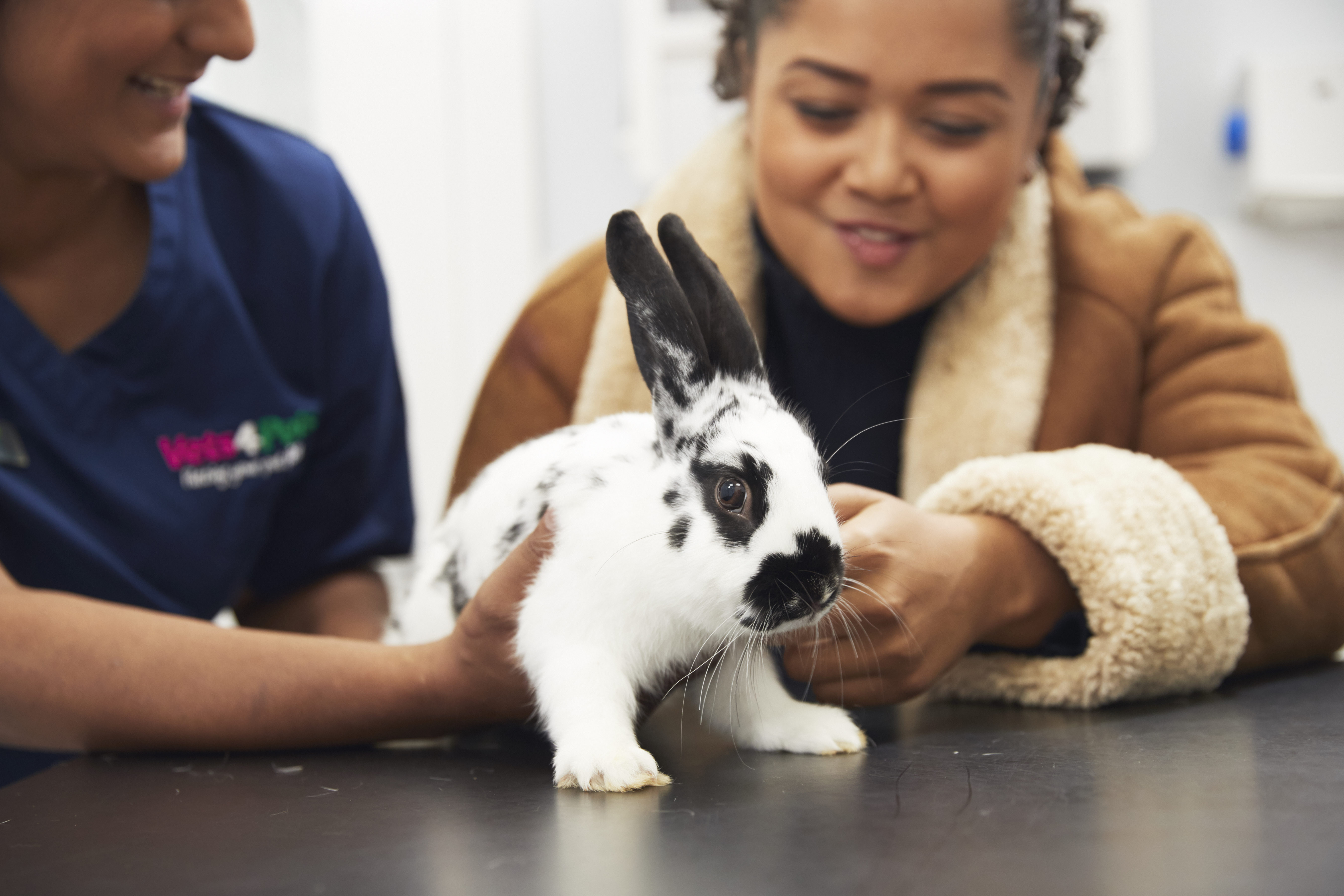 rabbit with vet