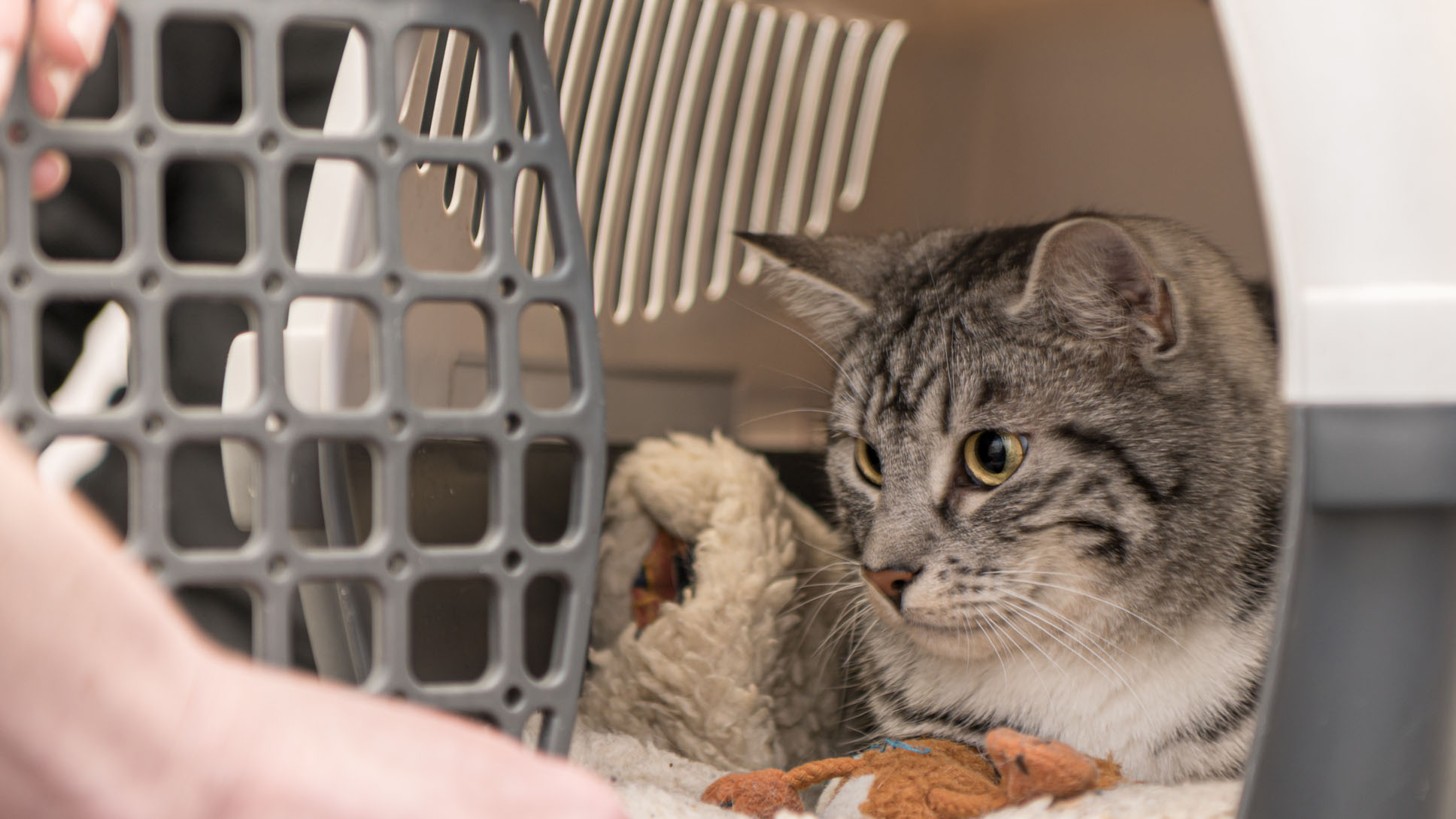 cat in a carrier