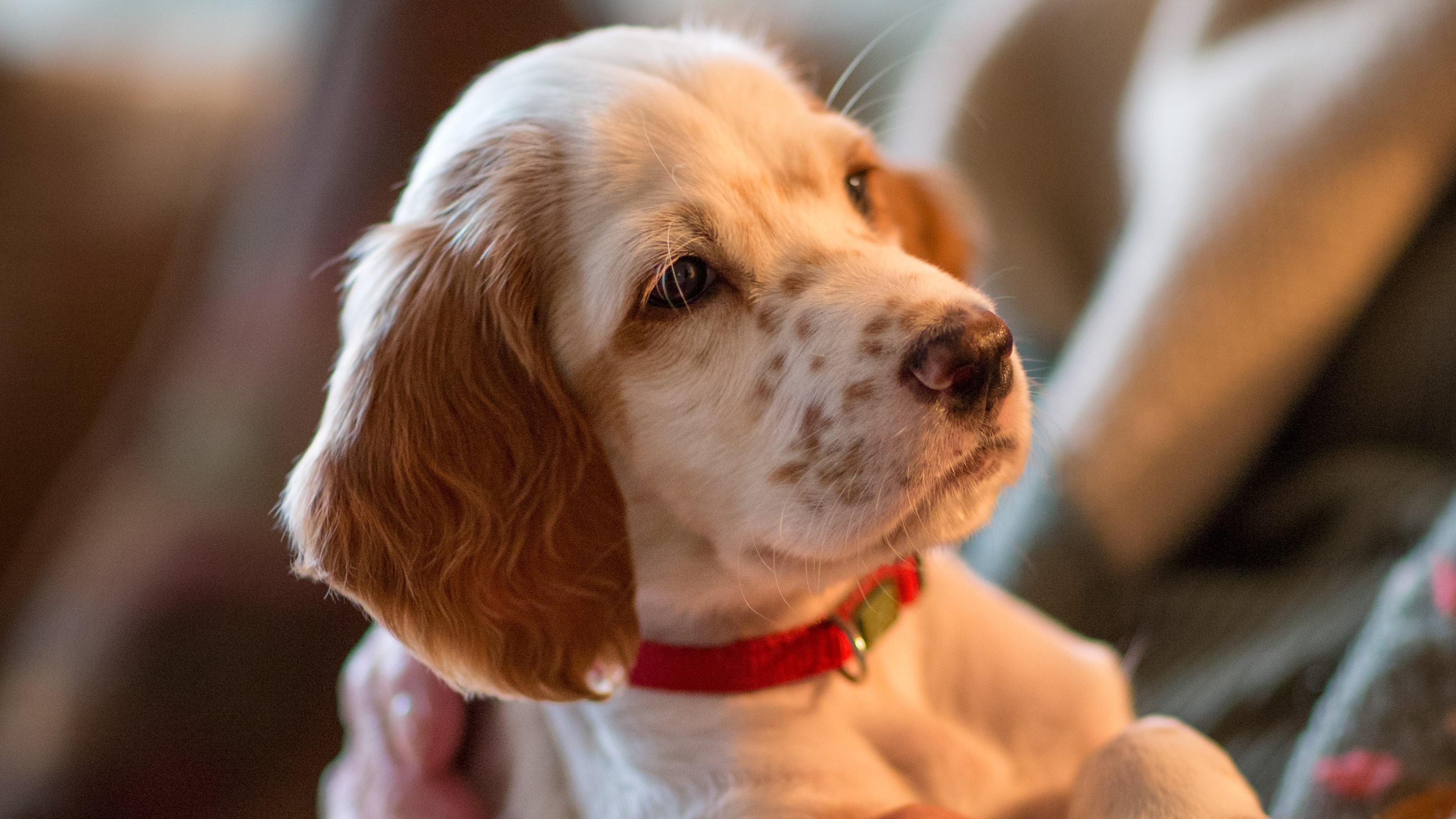 Puppy club store pets at home