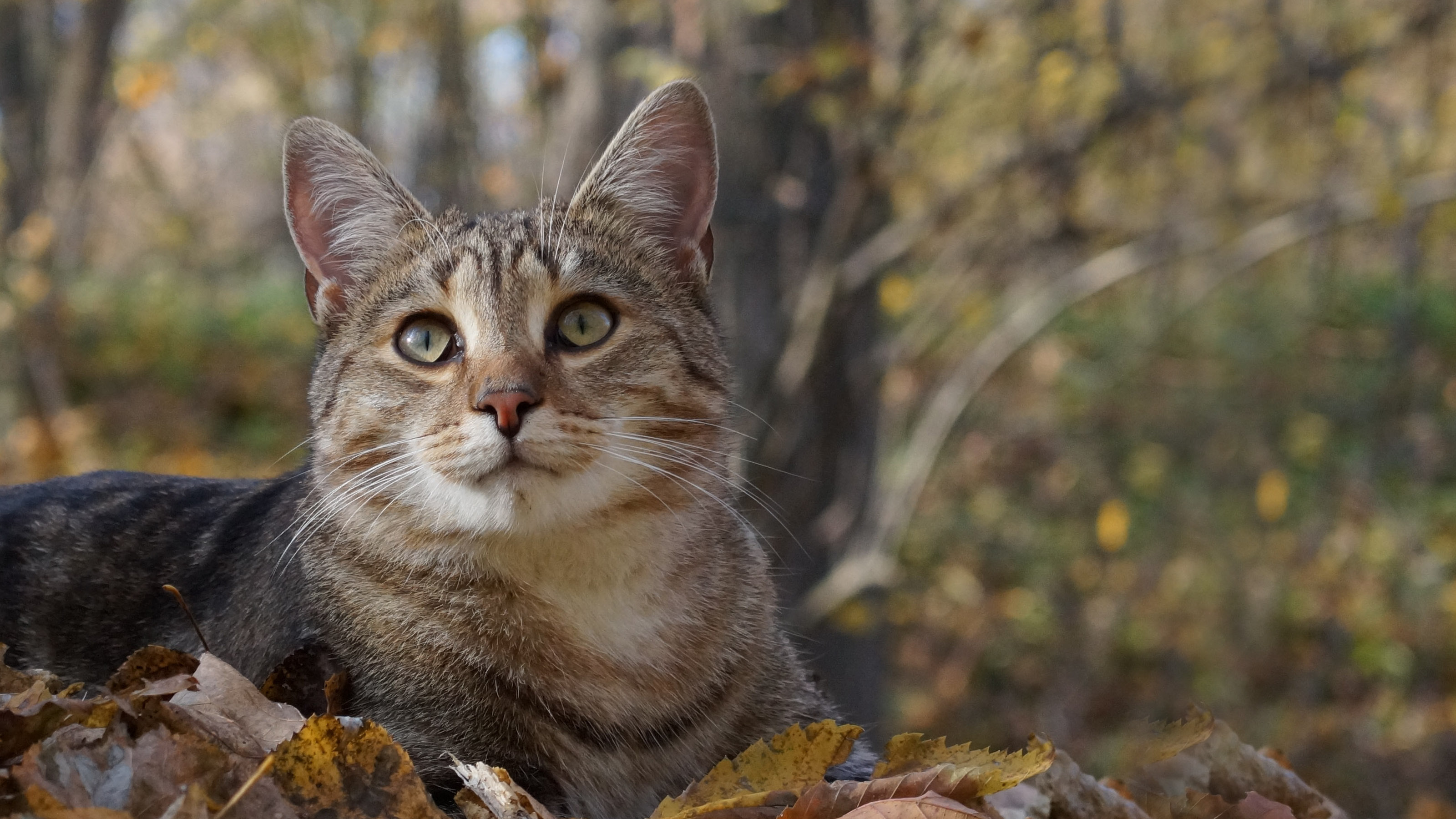 Dental Webheaders CAT - Oct 20 