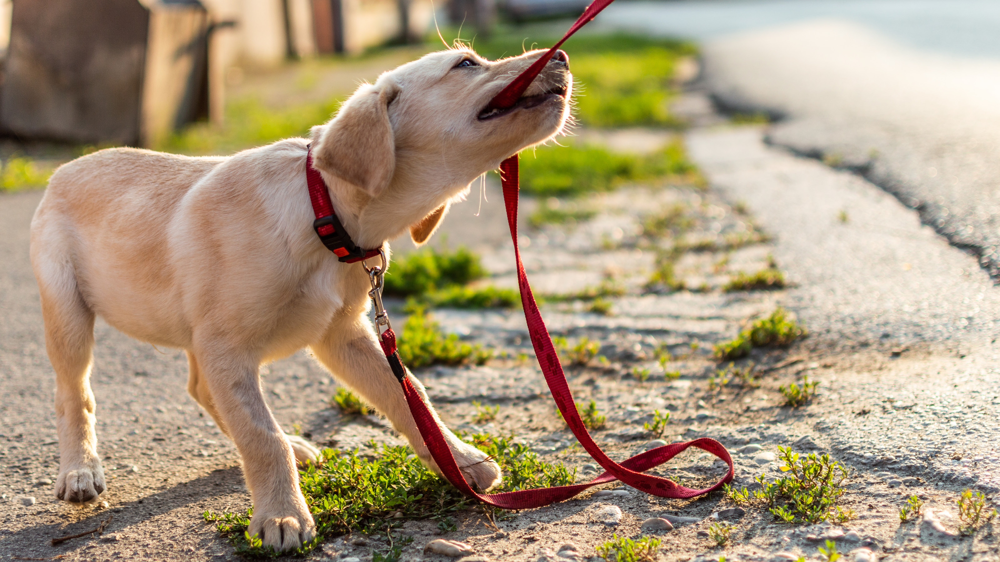 Puppy behaviour sales